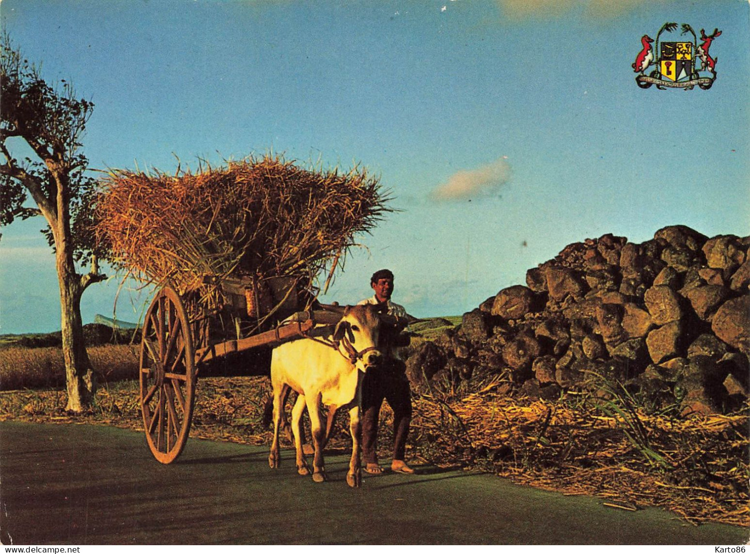 Ile Maurice , Mauritius * Transport Des Cannes à Sucre - Maurice