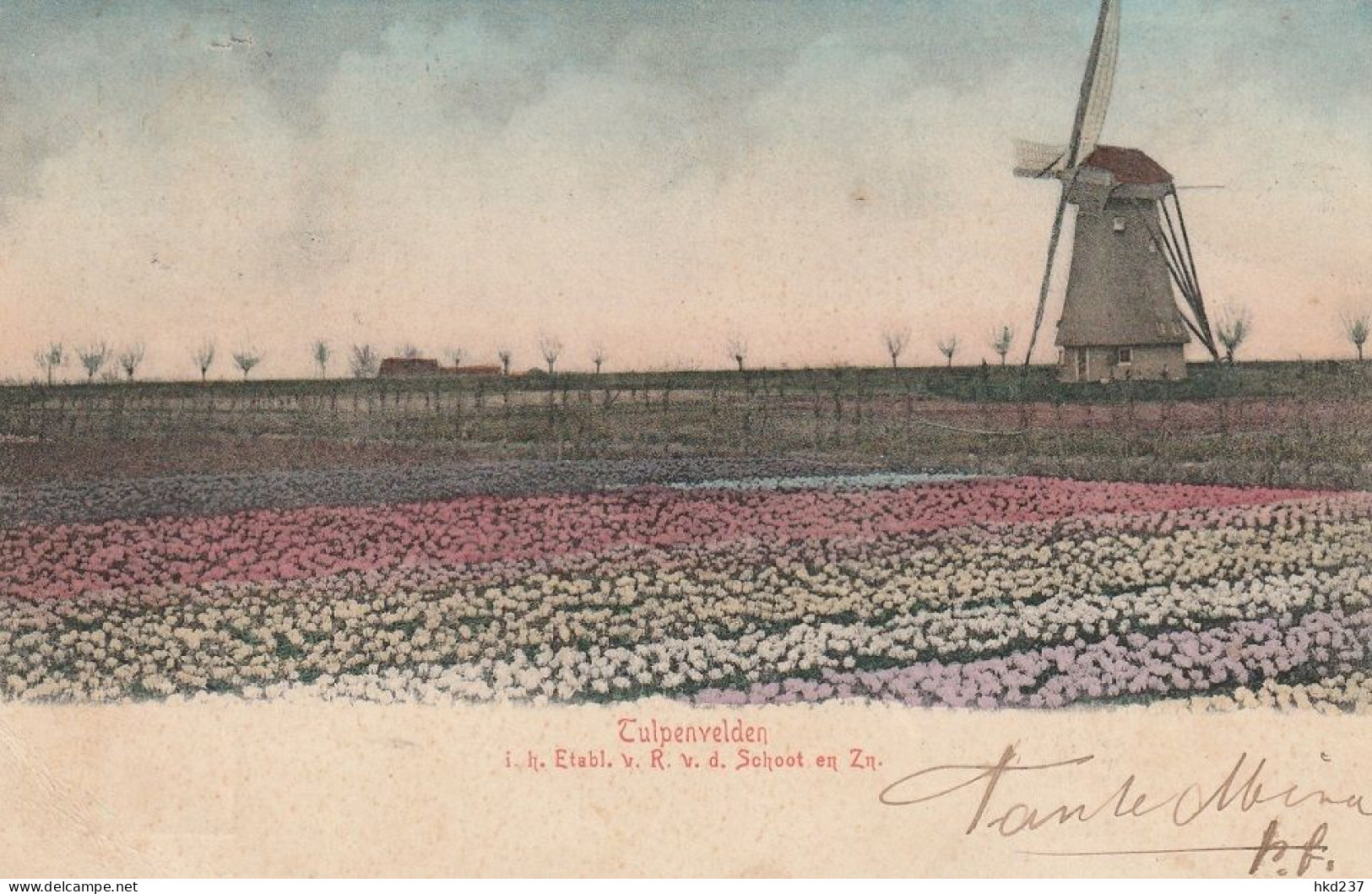 Tulpenvelden I.h. Etabl.v. R. V.d. Schoot En Zn Bij Haarlem Molen # 1906  4146 - Haarlem