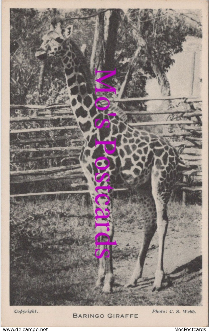 Animals Postcard - Baringo Giraffe, London Zoo  DZ30 - Jirafas