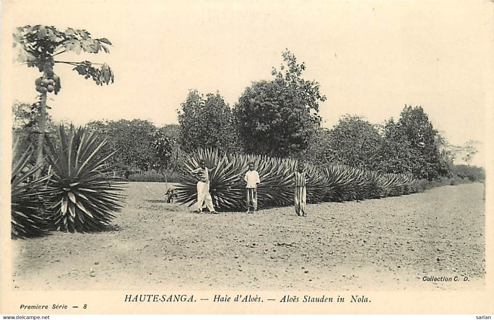 République Centrafricaine / Haute-Sanga / Haie D'Aloés / * 507 72 - Centrafricaine (République)