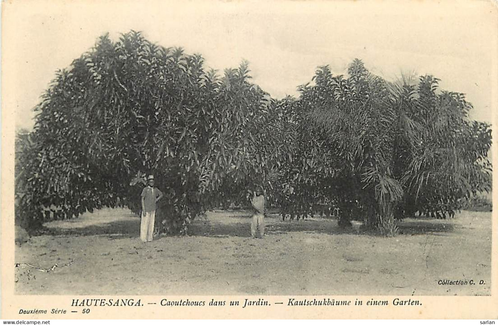 République Centrafricaine / Haute-Sanga / Caoutchoucs Dans Un Jardin / * 507 68 - Zentralafrik. Republik
