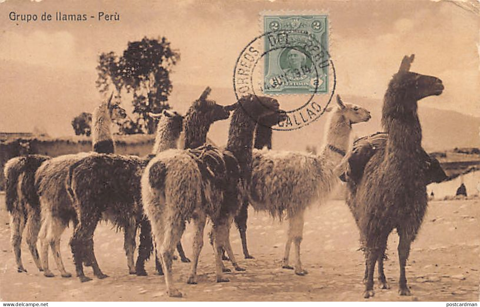 Perú - Grupo De Llamas - Ed. Bazar Pathé  - Perù