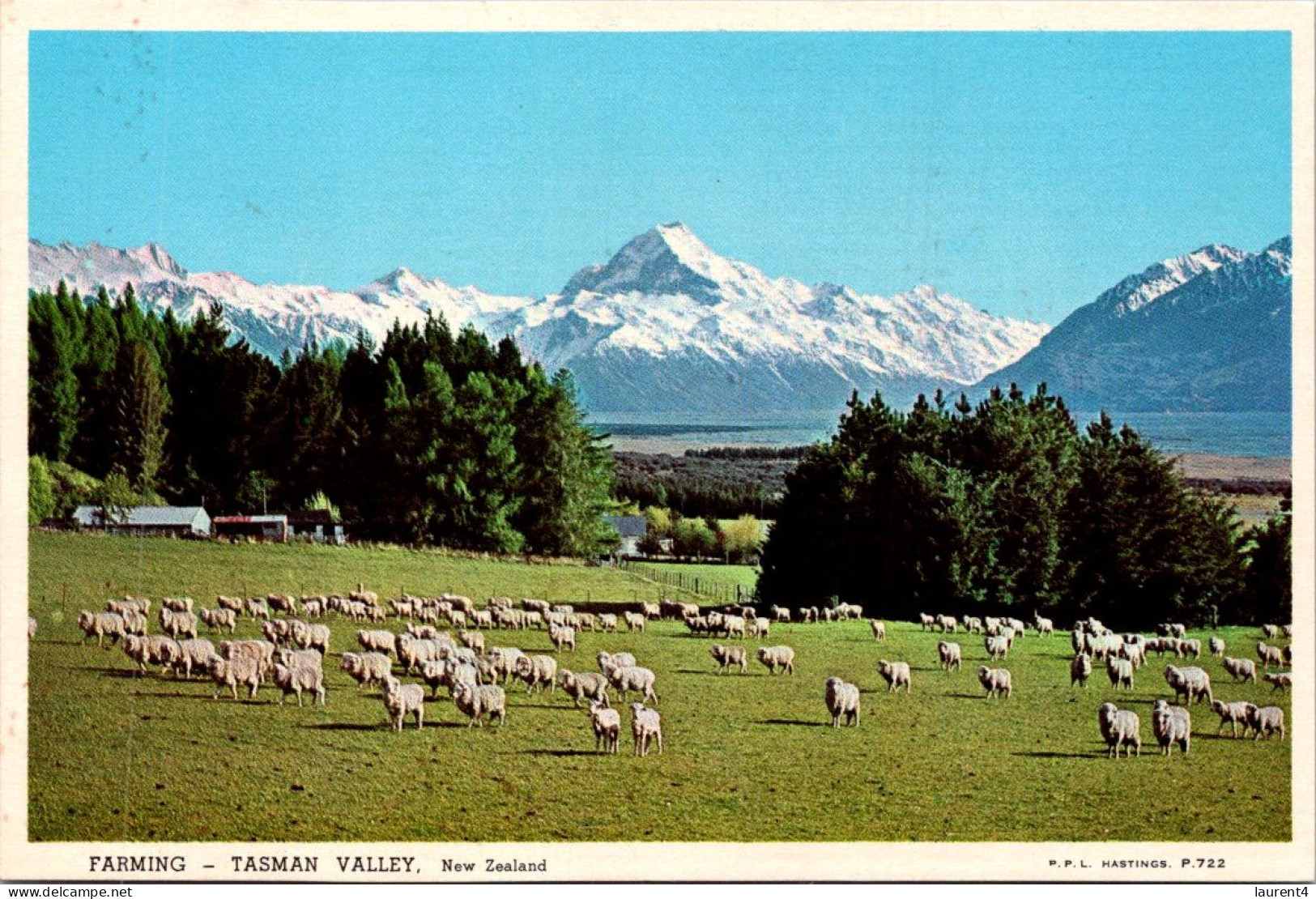 6-4-2024 (1 Z 14) New Zealand - Sheep Farming - Elevage