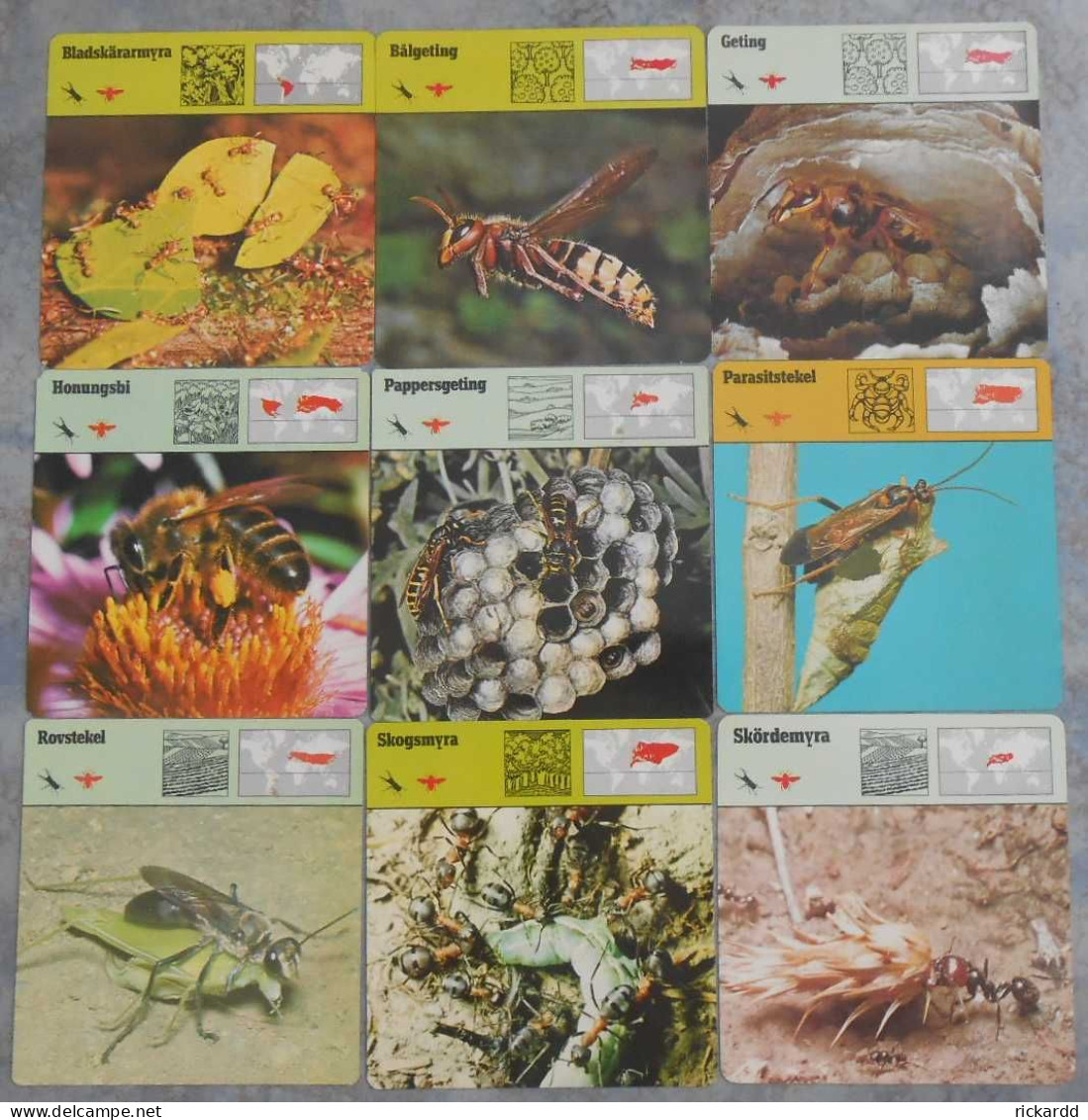 Editions Rencontre; 9 Cards With Hymenopterans (in Swedish) - Dieren