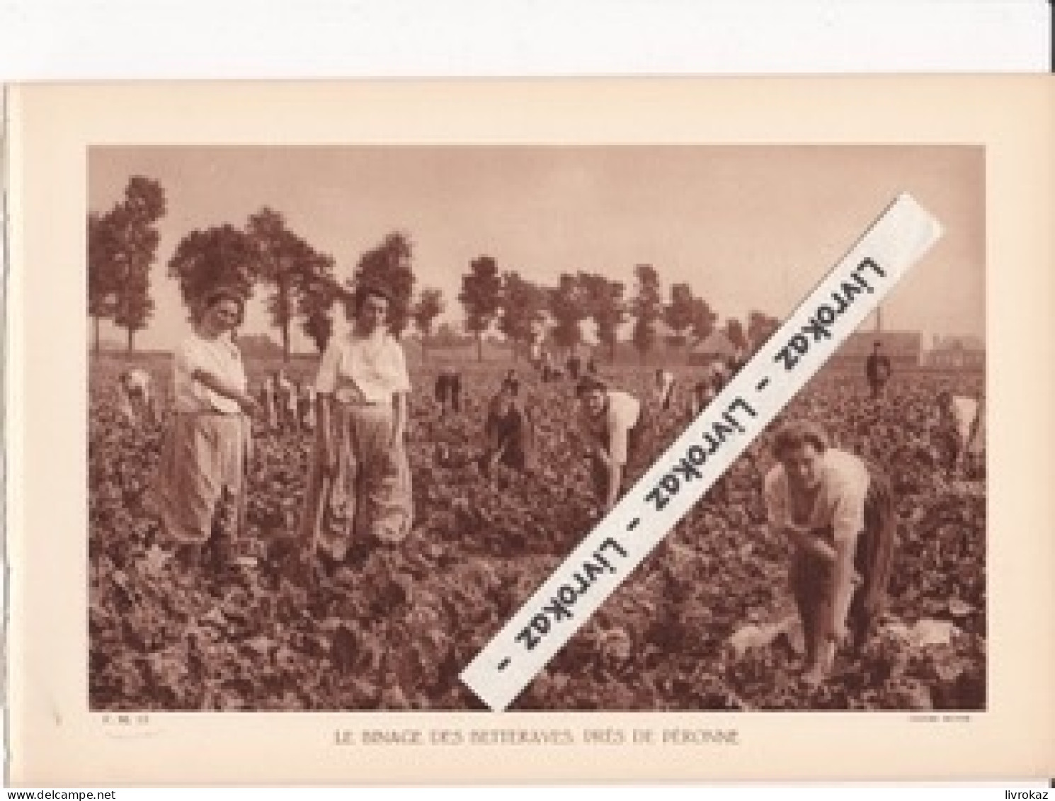 Le Binage Des Betteraves Près De Péronne (Somme), Photo Sépia Extraite D'un Livre Paru En 1933, Betterave, Sucre - Non Classificati