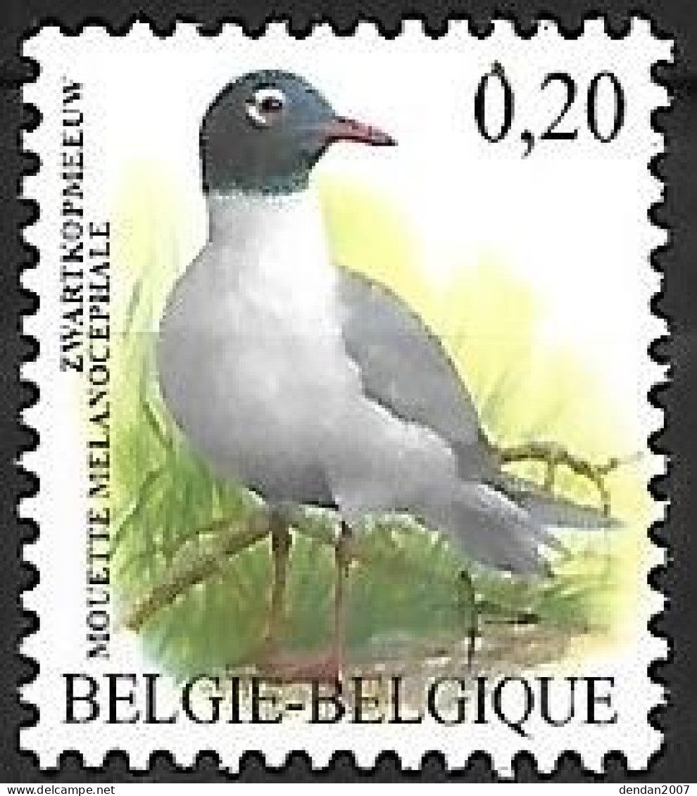 Belgium - MNH ** BUZIN - 2005 : Zwartkopmeeuw -  Mediterranean Gull  -  Ichthyaetus Melanocephalus - Songbirds & Tree Dwellers