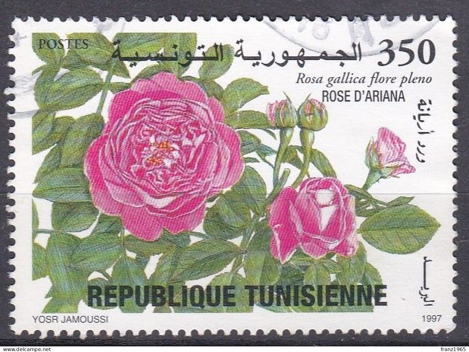 Rose - 1997 - Tunisia (1956-...)