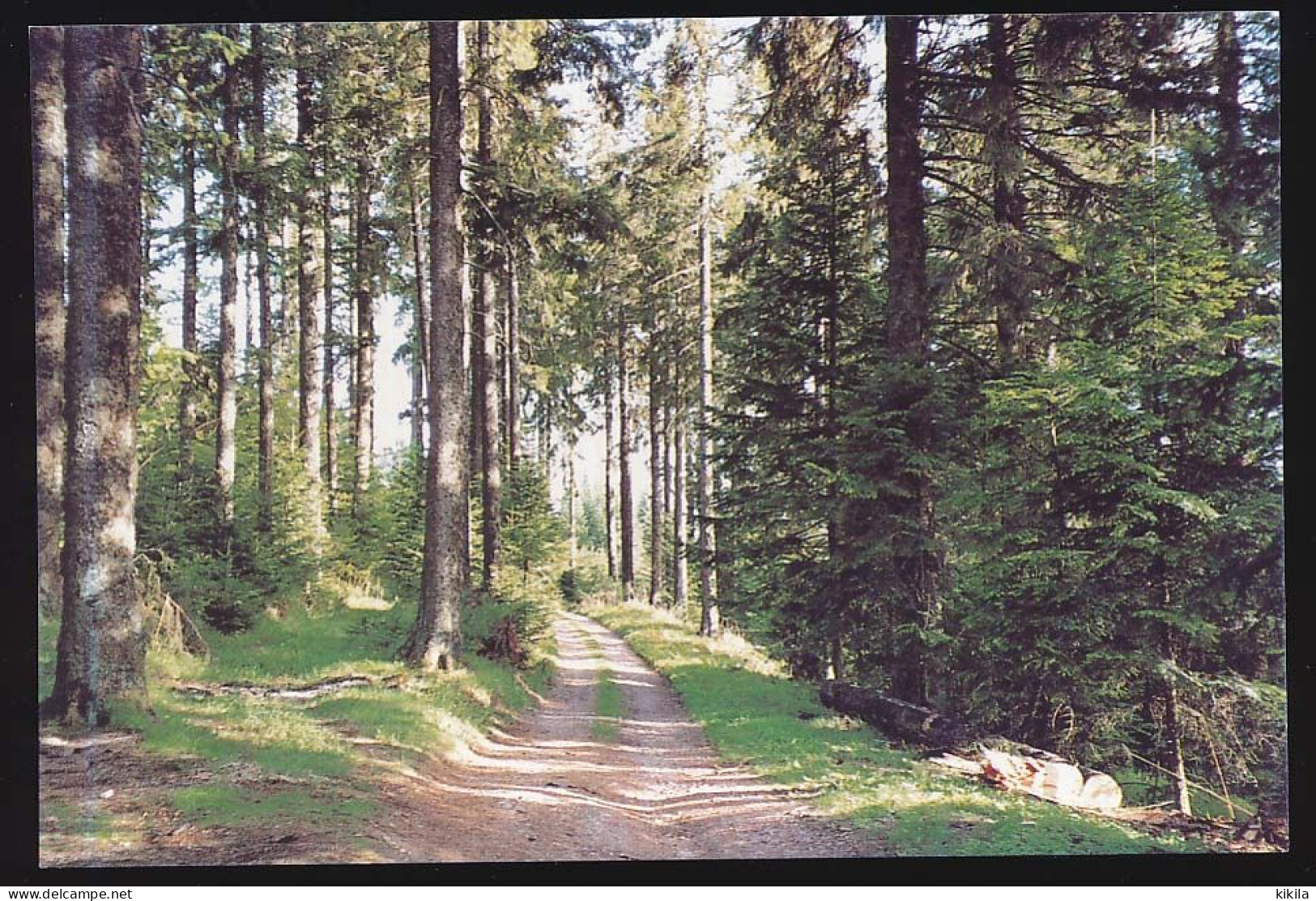 CPSM / CPM 10.5 X 15 Vosges Forêt De Sapins De PLAINFAING  Confiserie Des Hautes Vosges Claudepierre à Habeaurupt - Plainfaing