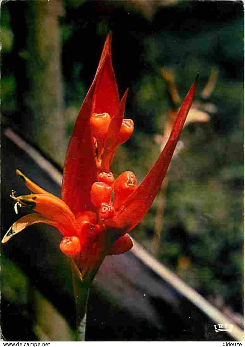 Antilles - Oiseau Du Paradis - Fleurs - CPM - Voir Scans Recto-Verso - Autres & Non Classés