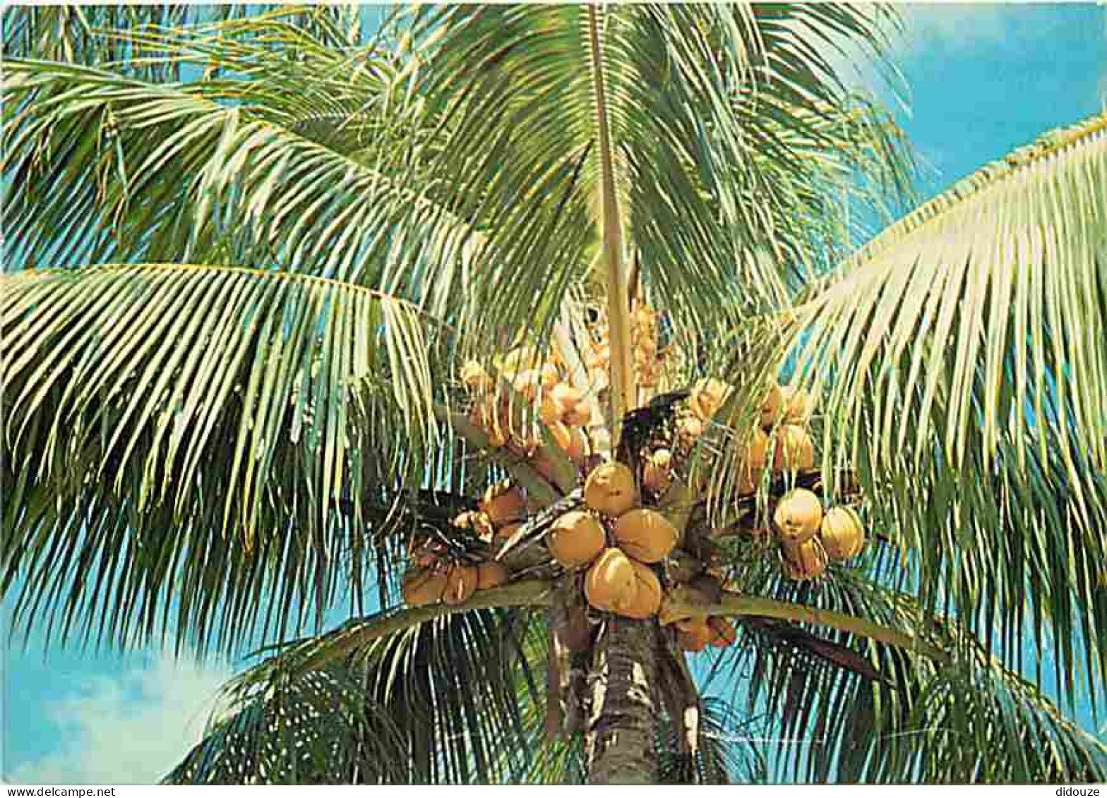 Antilles - Coco D'Or - CPM - Voir Scans Recto-Verso - Andere & Zonder Classificatie