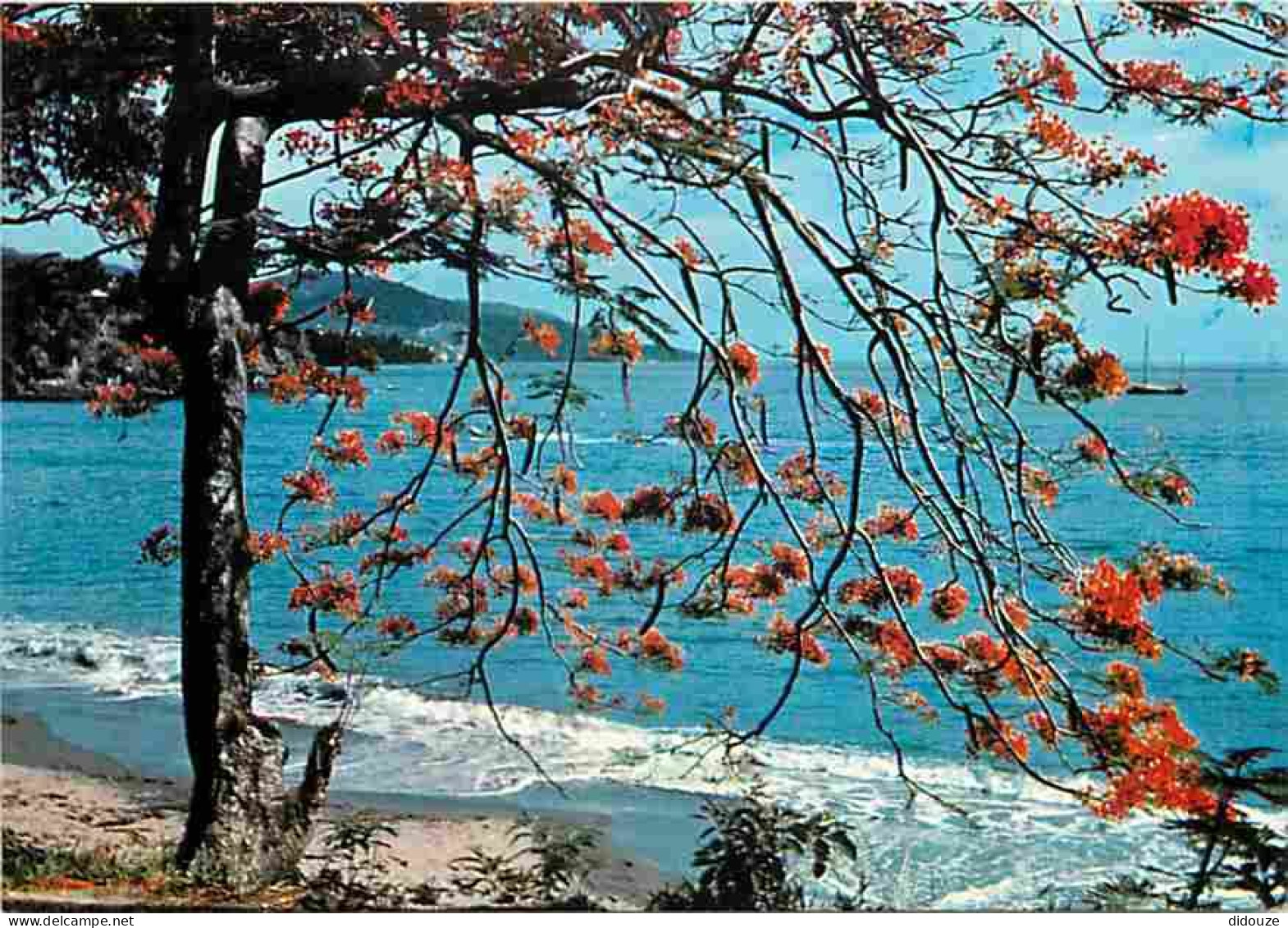Antilles - Rideau De Flamboyants - CPM - Voir Scans Recto-Verso - Autres & Non Classés