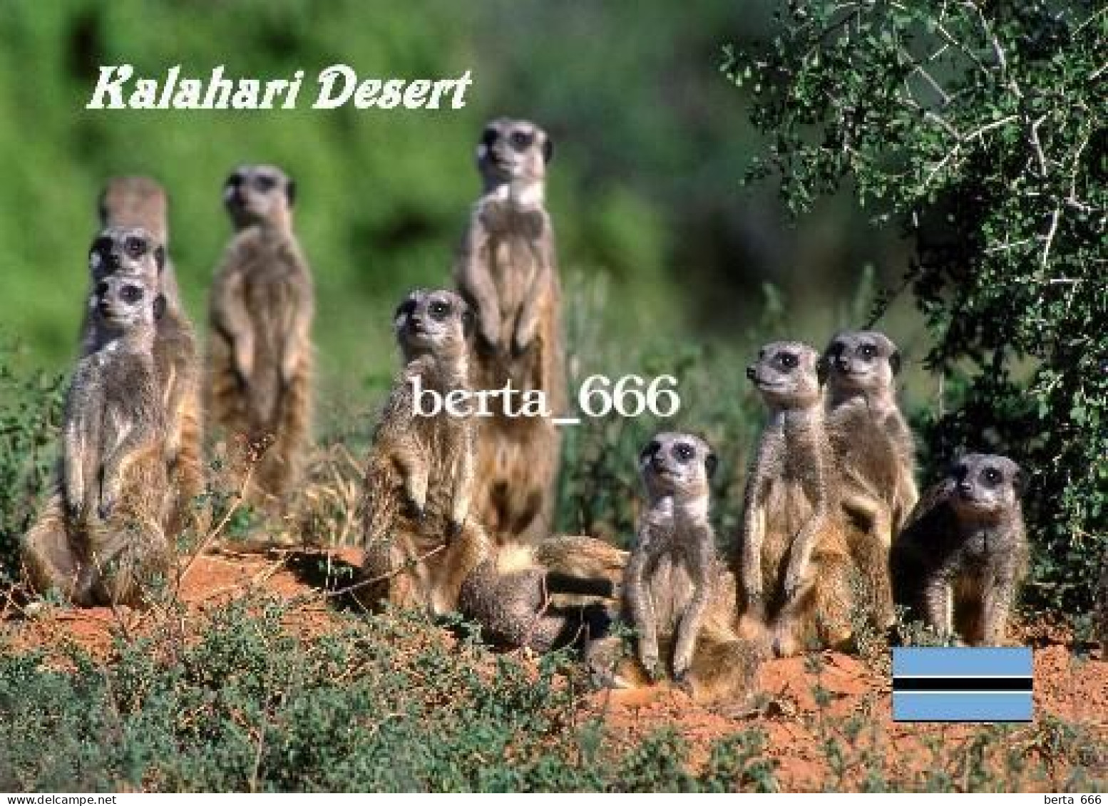 Botswana Kalahari Desert Meerkats New Postcard - Botsuana