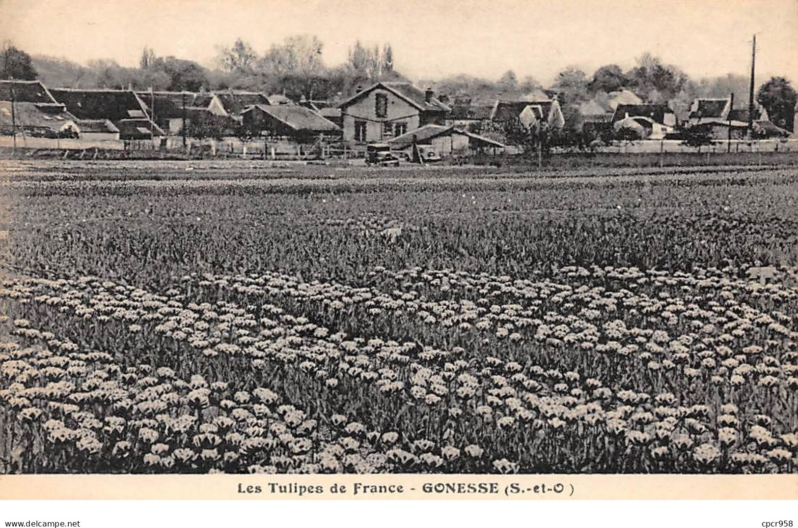 95 - N°75601 - GONESSE - Les Tulipes De France - Gonesse