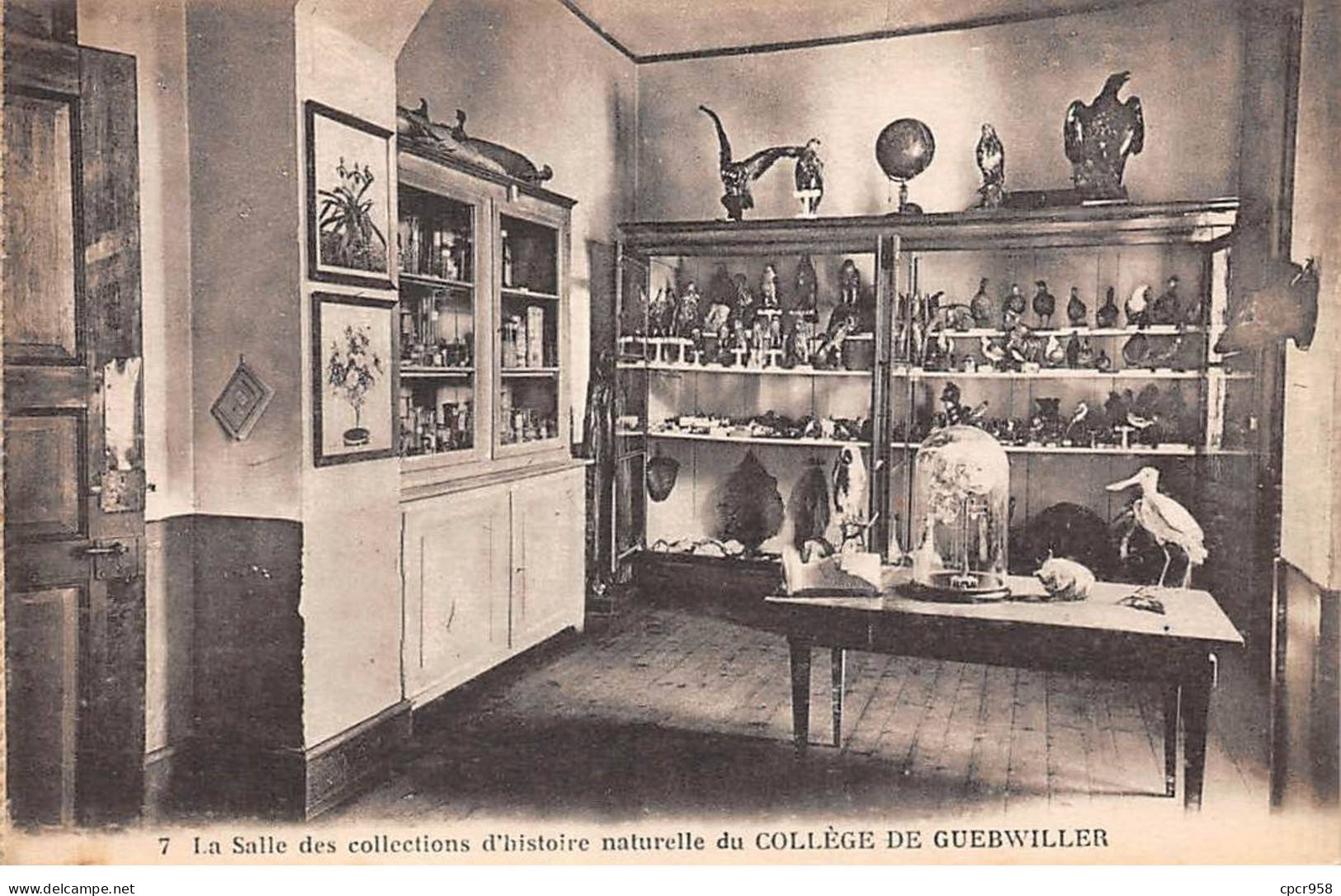 68 - GUEBWILLER - SAN34850 - Salle Des Collections D'histoire Naturelle Du Collège - Guebwiller