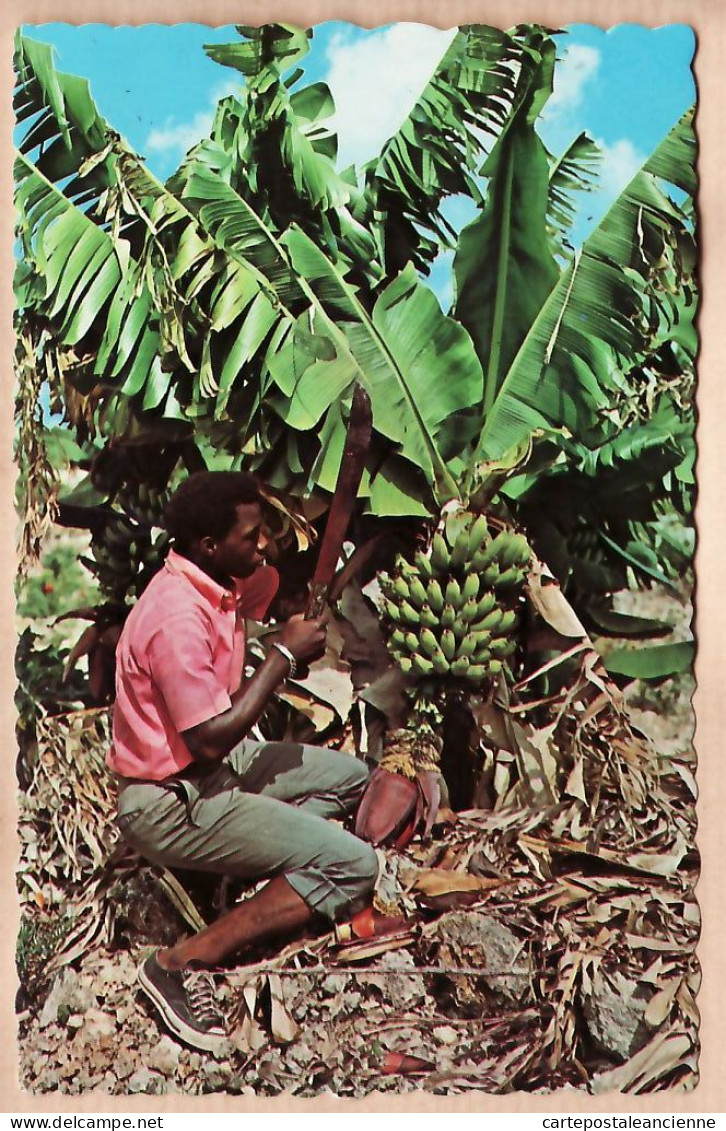 19918 / ⭐ Antilles CARAIBES CARIBBEAN Bananas Fruit Tropics Récolte Bananes Ouvrier 1964- DEXTER L. WITT NYACK USA 92348 - Other & Unclassified