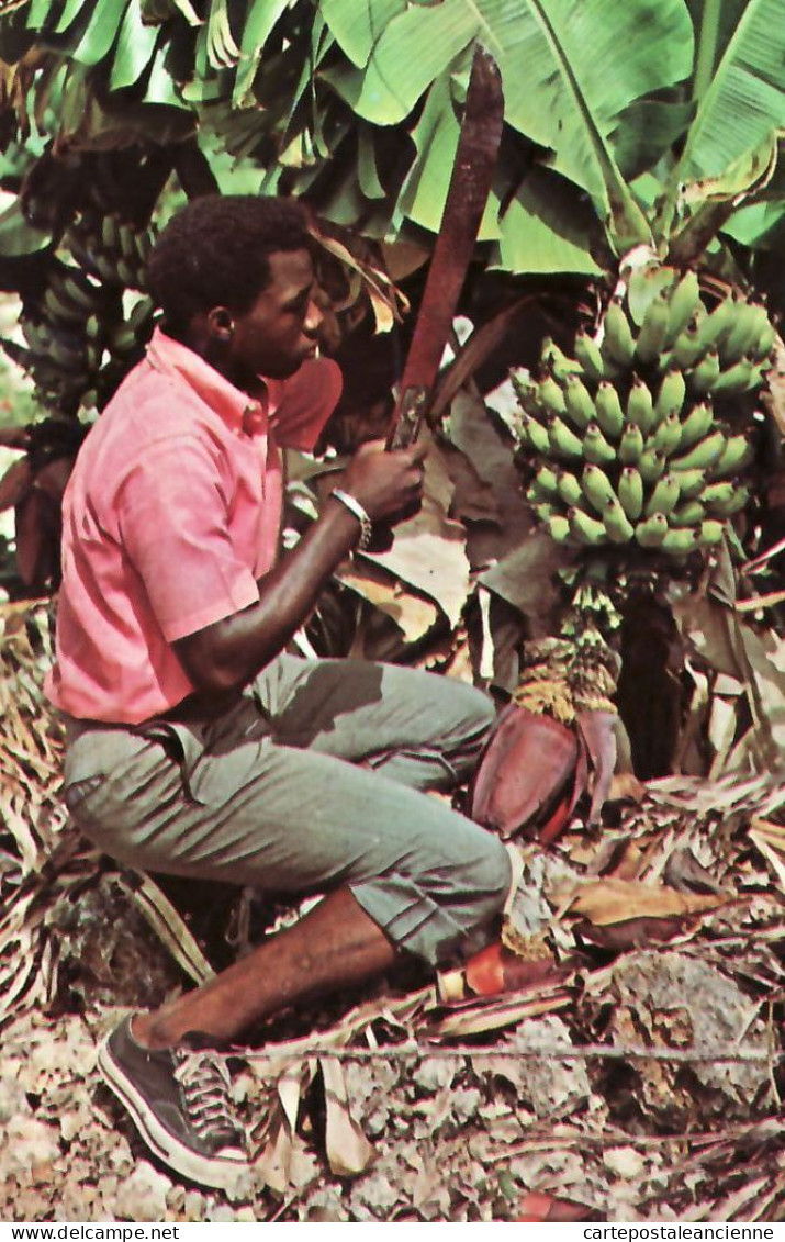 19918 / ⭐ Antilles CARAIBES CARIBBEAN Bananas Fruit Tropics Récolte Bananes Ouvrier 1964- DEXTER L. WITT NYACK USA 92348 - Altri & Non Classificati