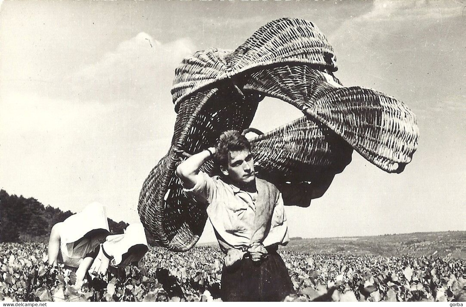 *CPA - FRANCE -  BOURGOGNE - Vendanges - Porteur De Paniers - Bourgogne