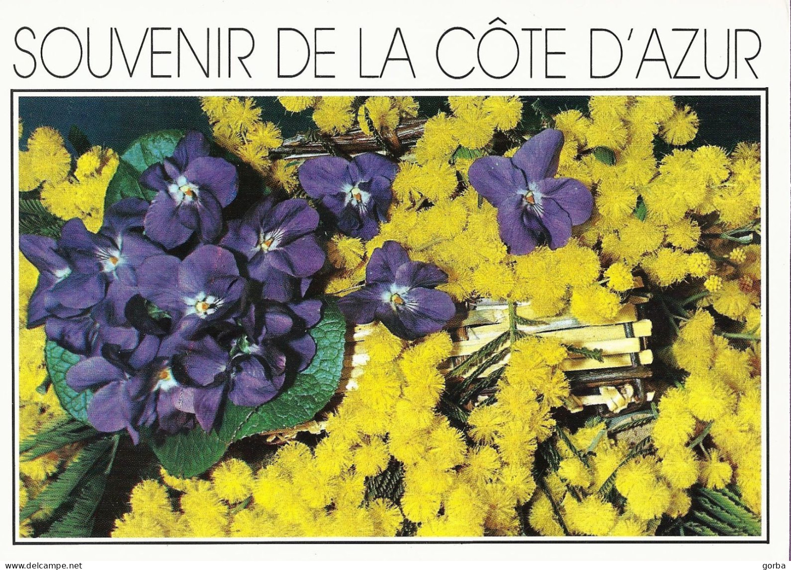 *CPM - FRANCE - PACA - Souvenir De La Côte D'Azur - Mimosa Et Violettes - Provence-Alpes-Côte D'Azur