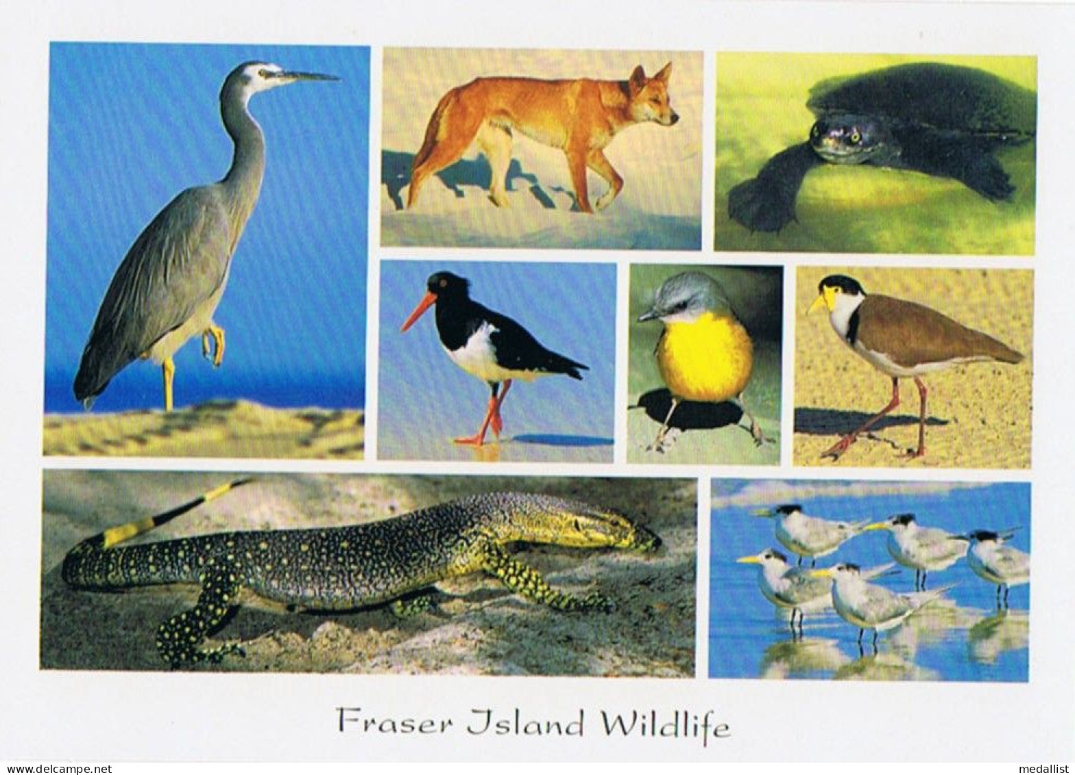 CPM..AUSTRALIA..AUSTRALIE..FRASER ISLAND WILDLIFE.. - Other & Unclassified