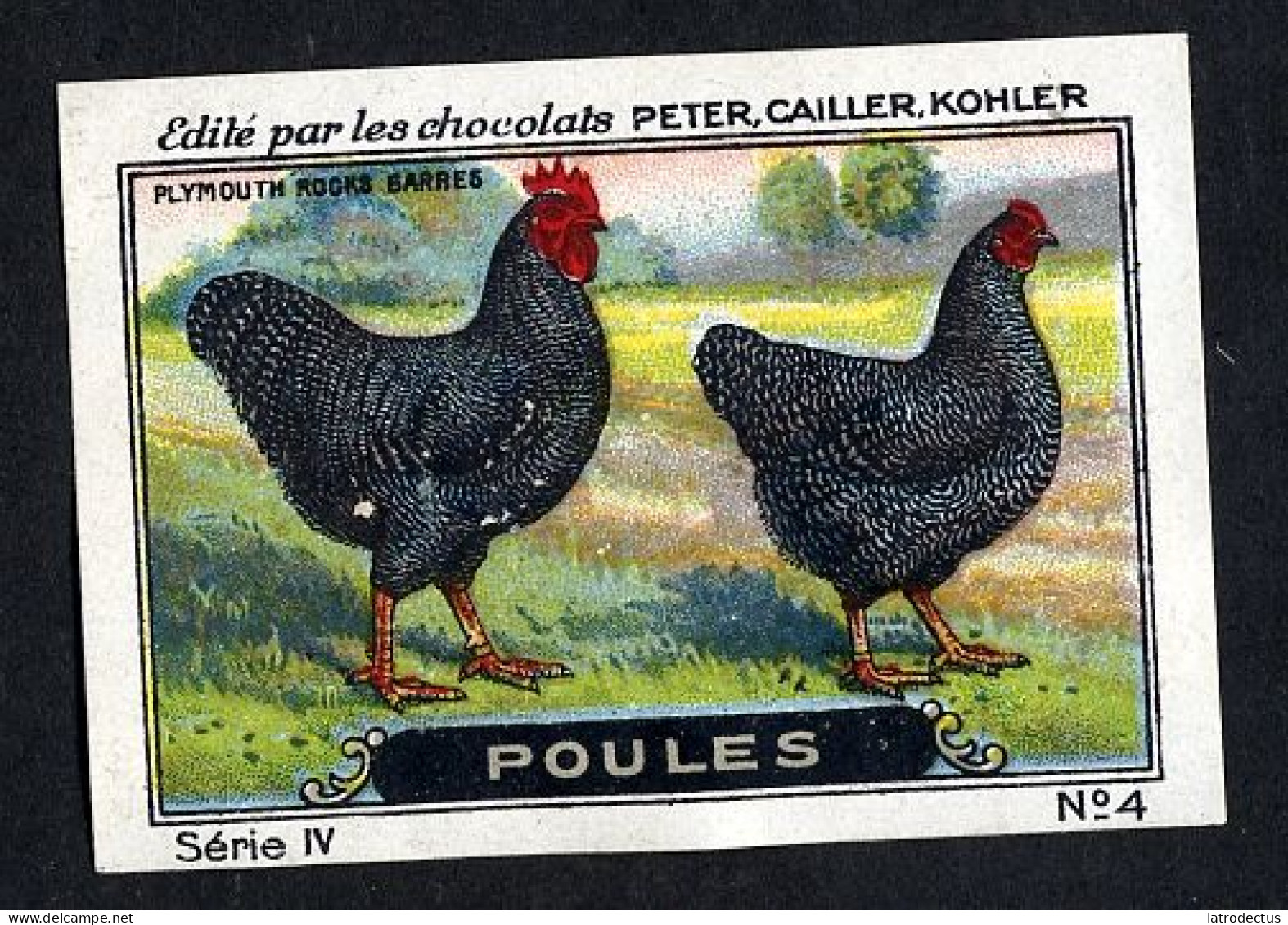 Nestlé (Edité) - IV - Poules, Chickens - 4 - Plymouth Rocks Barres - Nestlé