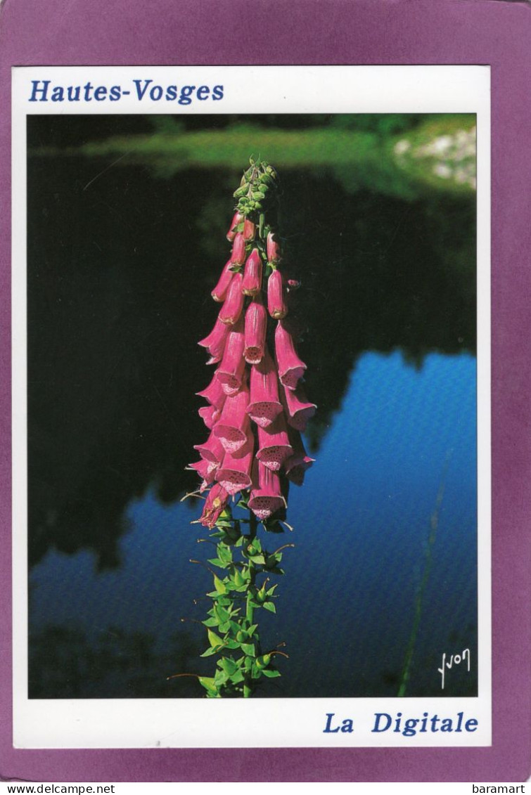 Les Hautes Vosges La Digitale Des Vosges Pante Médicinale - Medicinal Plants