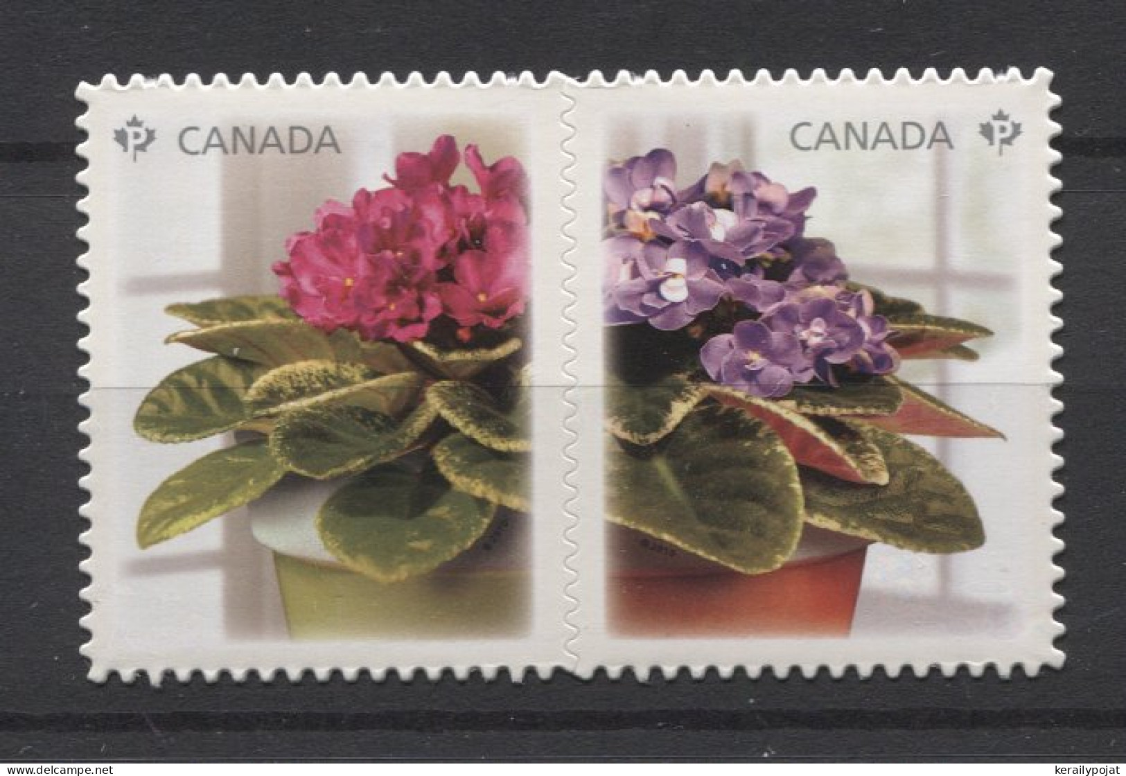 Canada - 2010 African Violets Self-adhesive__(TH-24847) - Ungebraucht