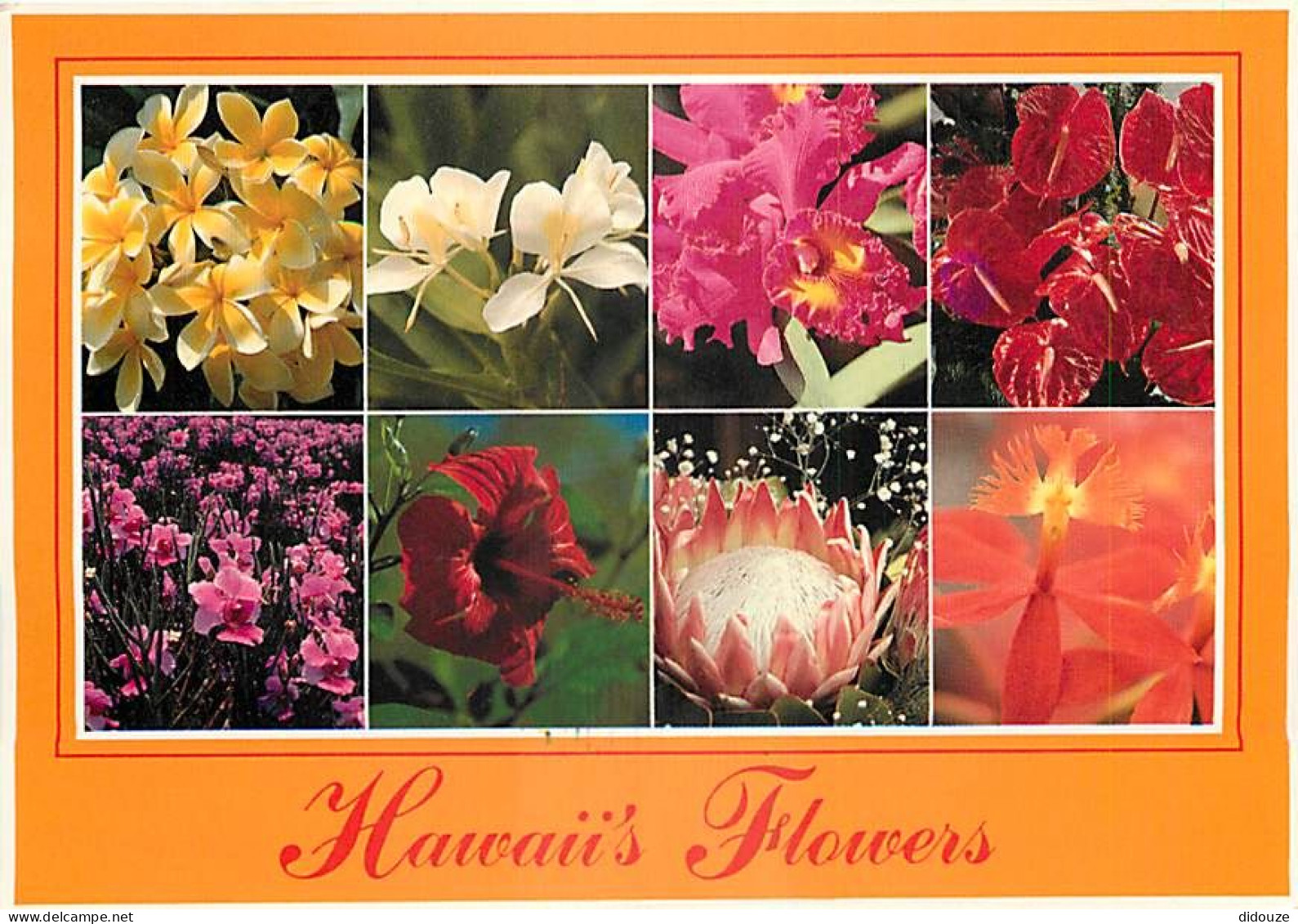 Etats Unis - Hawaï - Hawaï's Flowers - Multivues - Fleurs - Etat De Hawaï - Hawaï State - CPM - Voir Timbre - Voir Scans - Andere & Zonder Classificatie