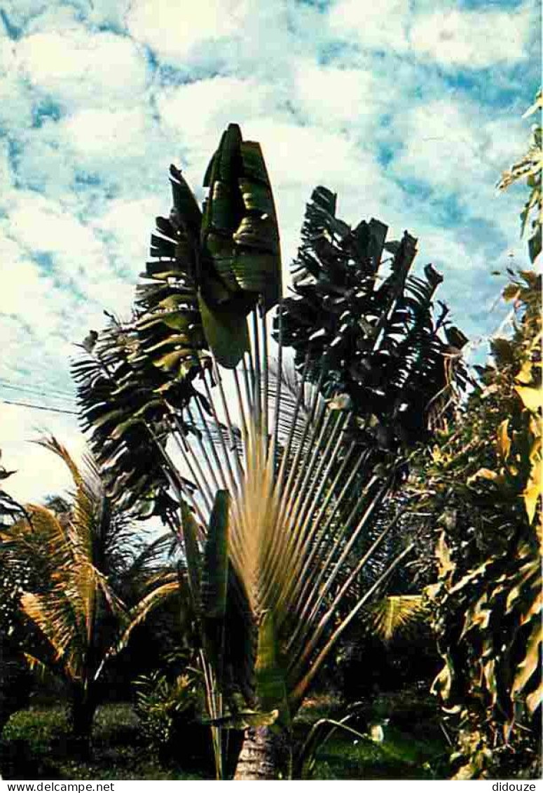 Antilles - Arbre Du Voyageur - CPM - Voir Scans Recto-Verso - Autres & Non Classés