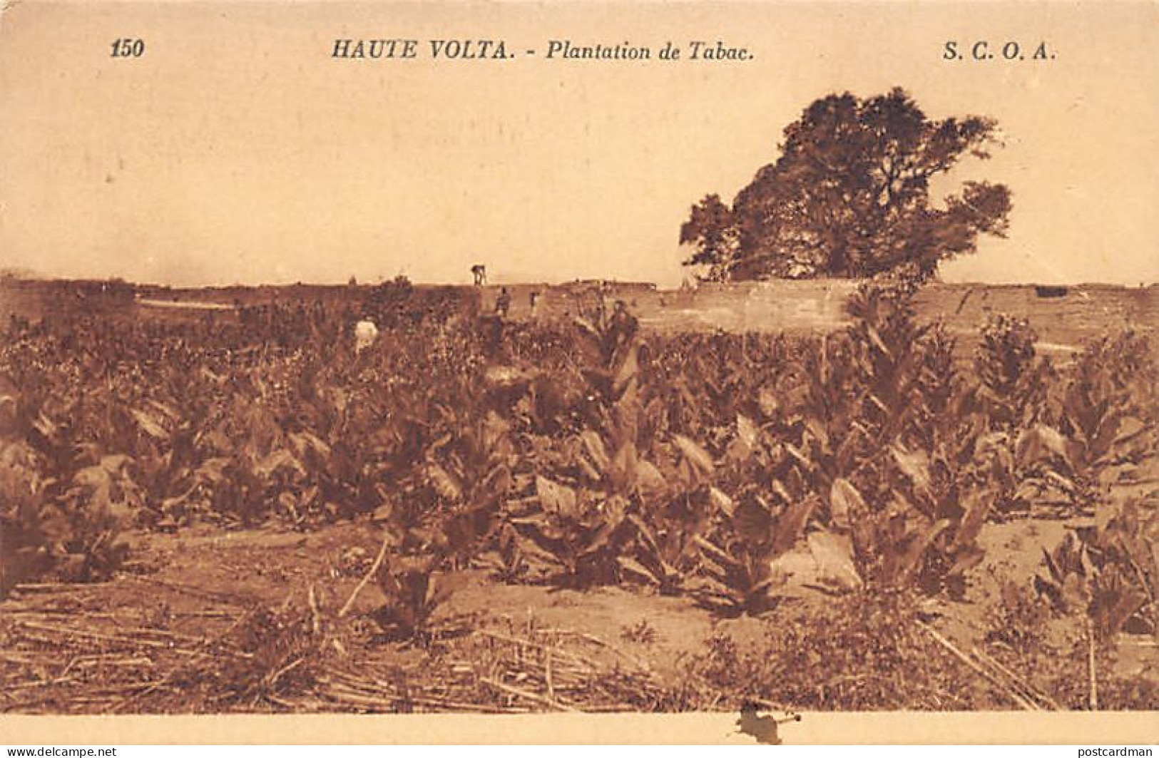 BURKINA FASO - Plantation De Tabac - Ed. S.C.O.A. 150 - Burkina Faso