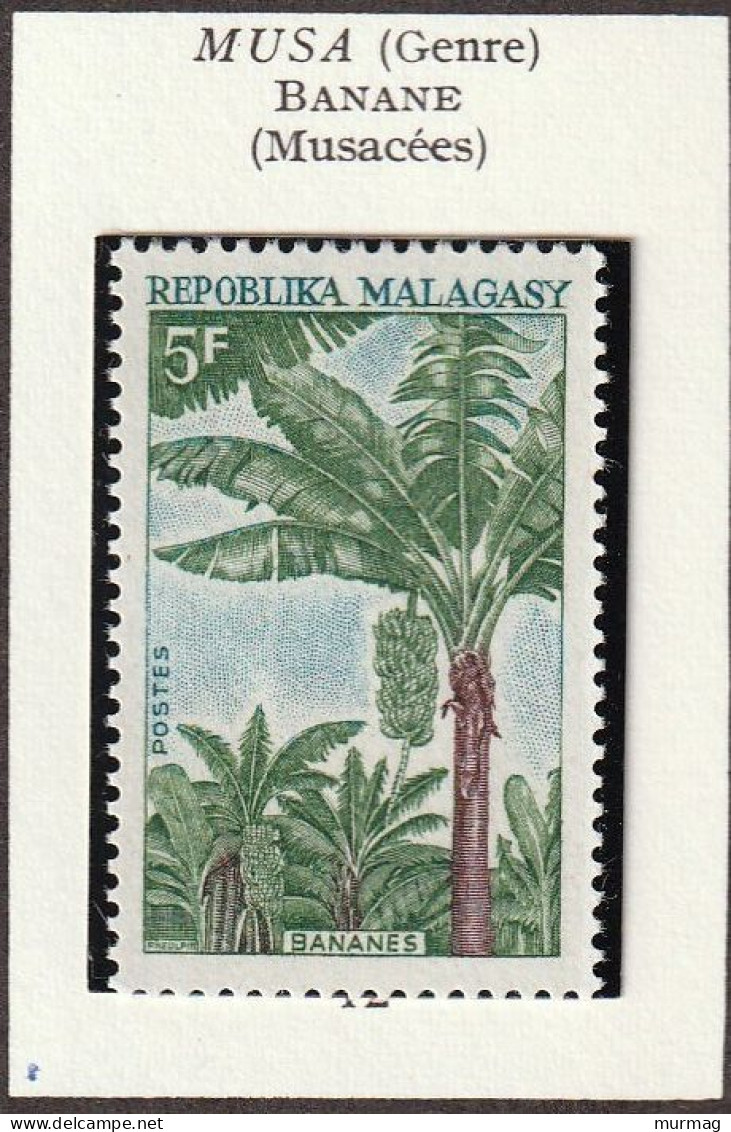 MADAGASCAR (Malagasy) - Fruits, Banane, Litchi - Y&T N° 465-466 - 1969 - MNH - Madagascar (1960-...)