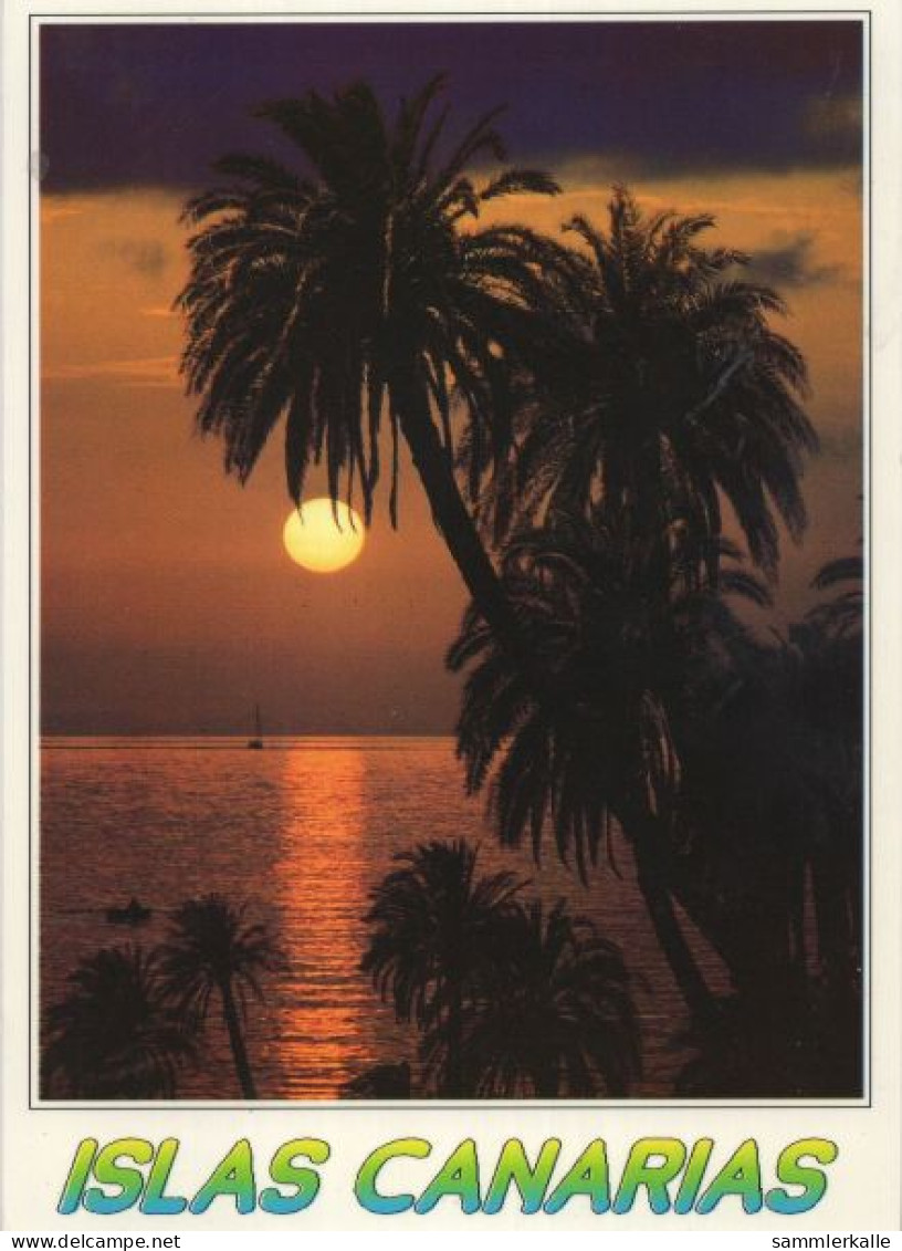 135481 - Kanarische Inseln - Spanien - Tropische Palmen - Andere & Zonder Classificatie