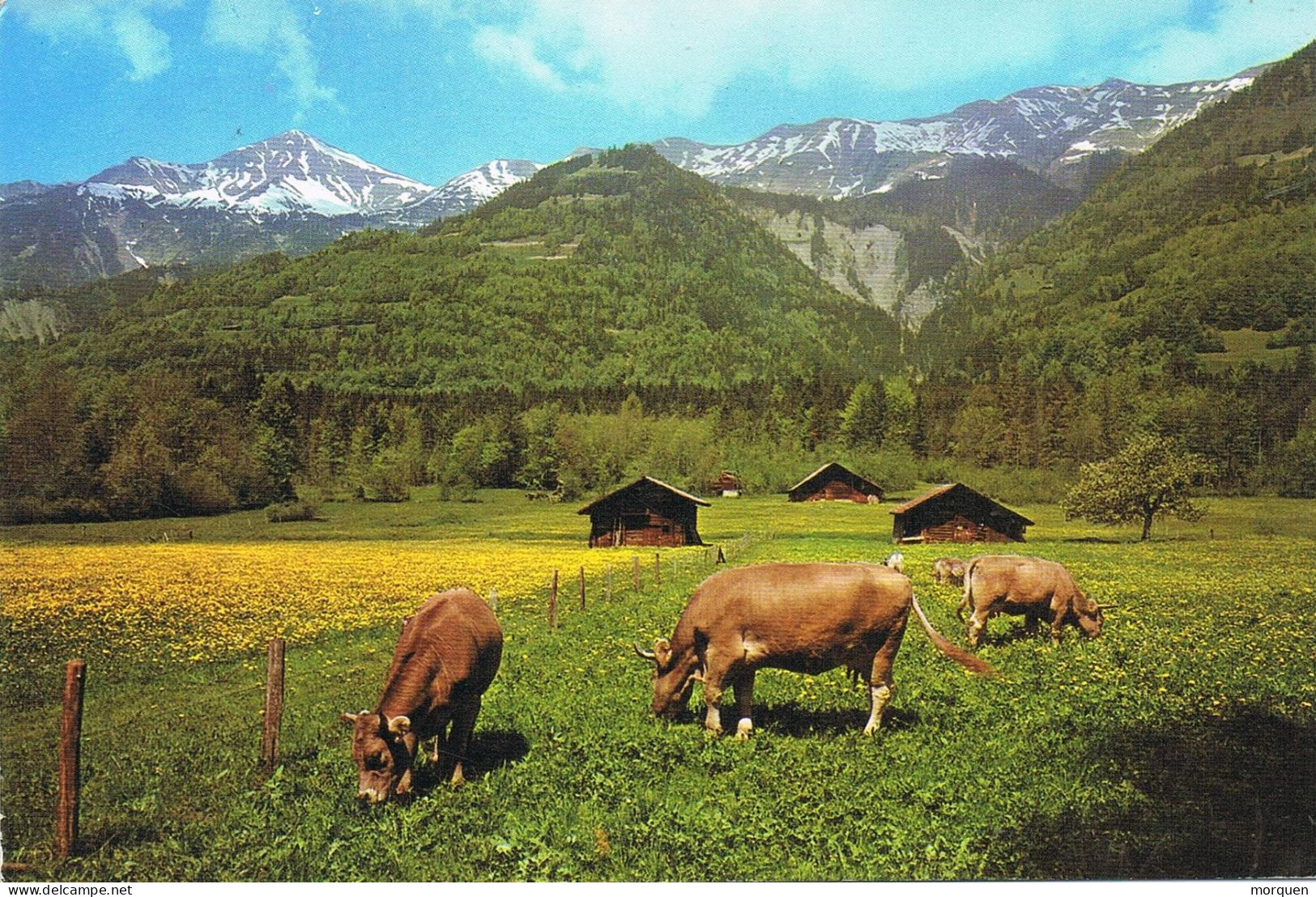 54687. Postal ALATOZ (Albacete) 1980. Vista Campestre Y Vacas - Brieven En Documenten