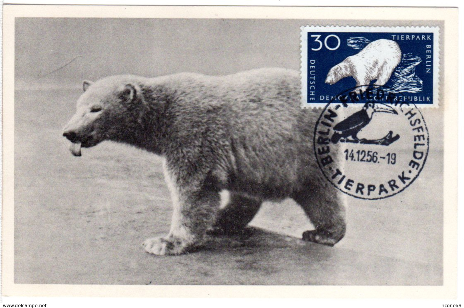 DDR 1956, Maximumkarte 30 Pf. Eisbär M. Stpl. Berlin Friedrichsfelde Tierpark - Orsi
