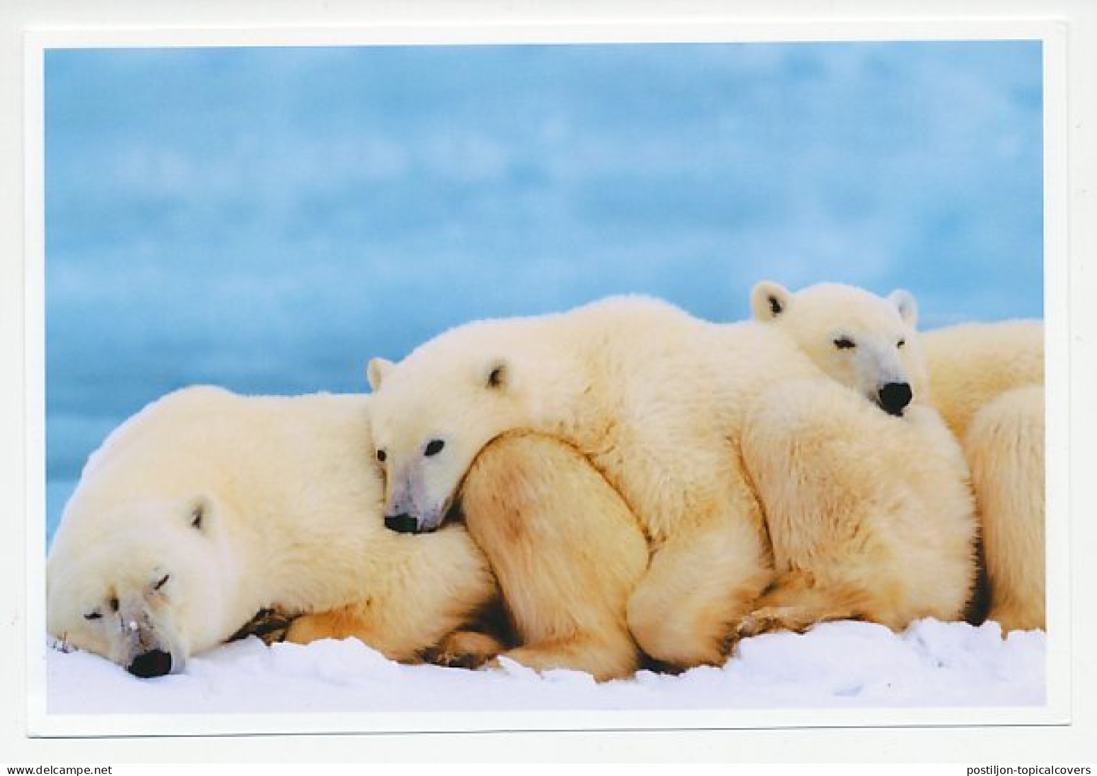 Postal Stationery China 2006 Polar Bear - Arktis Expeditionen