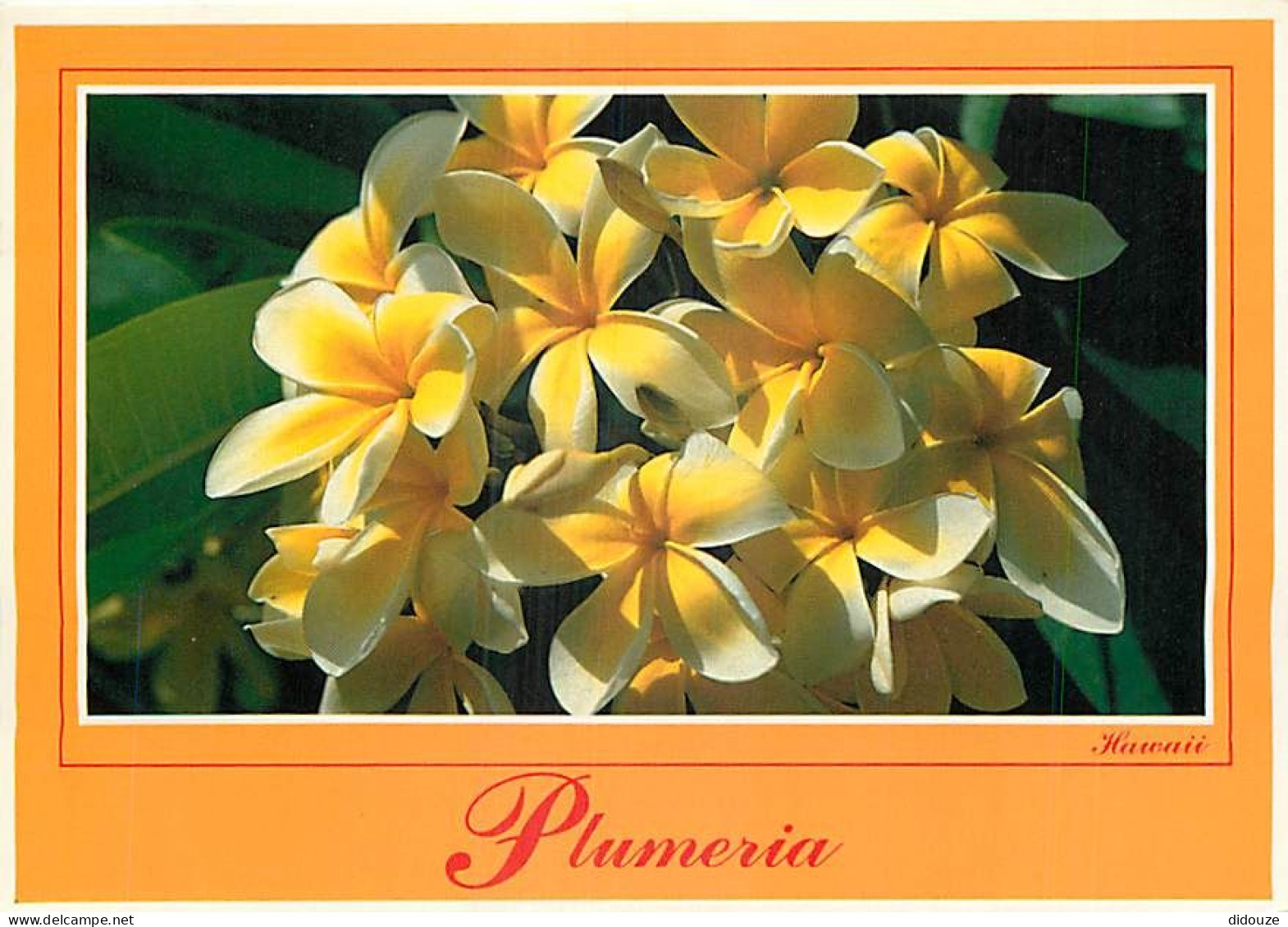 Etats Unis - Hawaï - Hawaï's Flowers - Plumeria - Fleurs - Etat De Hawaï - Hawaï State - CPM - Voir Timbre - Voir Scans  - Andere & Zonder Classificatie