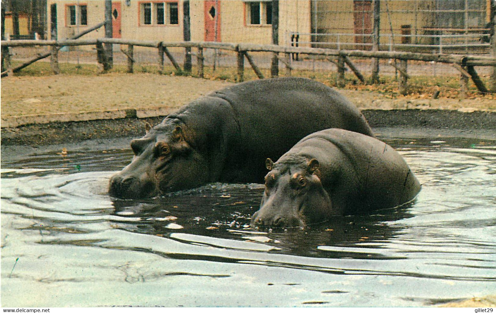 HIPPOPOTAMES D'AFRIQUE - JARDIN ZOOLOGIQUE DE GRANBY, QUÉBEC - LES DISTRIBUTIONS ÉCLAIR - - Ippopotami