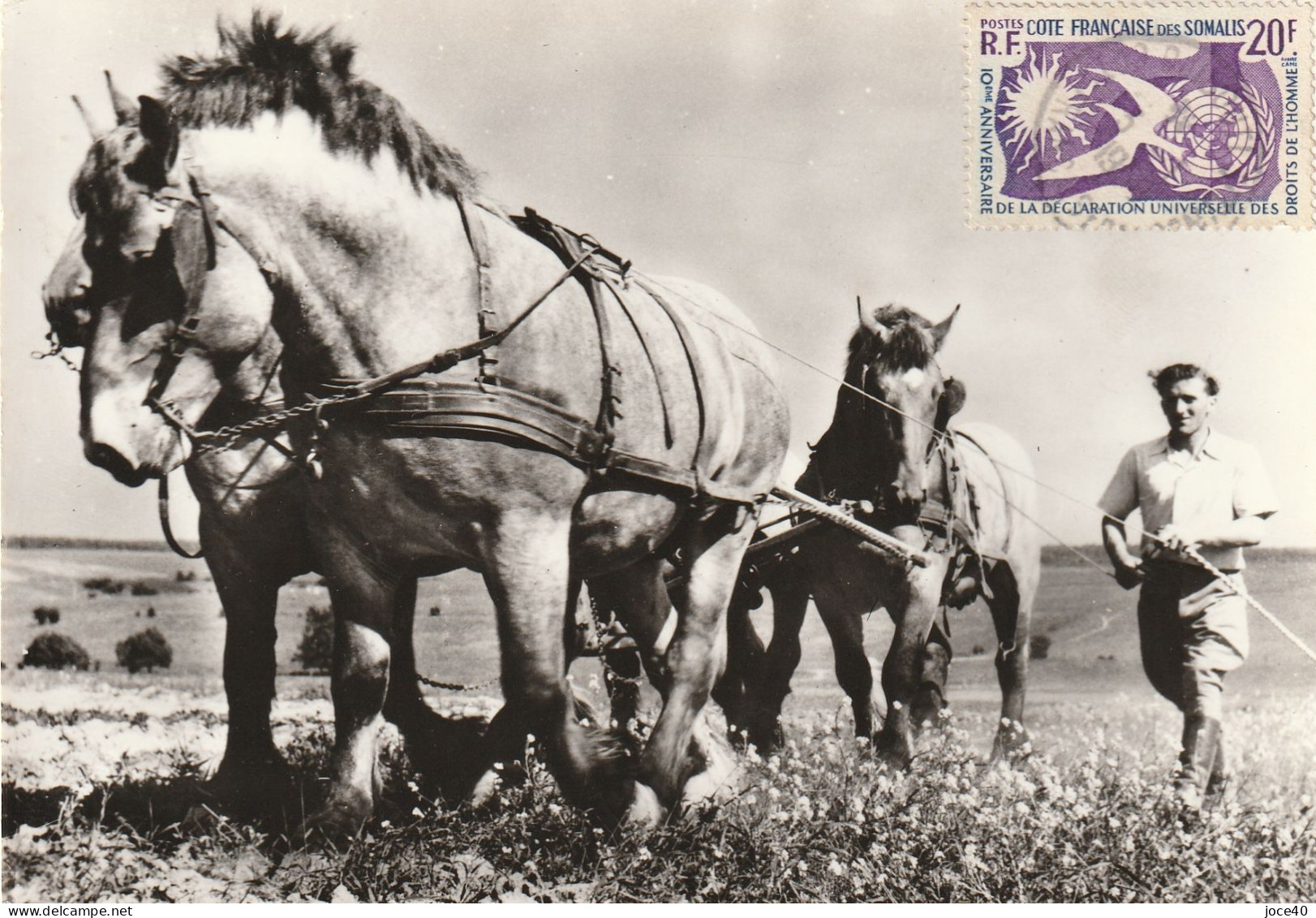 Attelage Chevaux - élevage Français - Trait Du Nord-- EN ACHAT IMMEDIAT - - Attelages