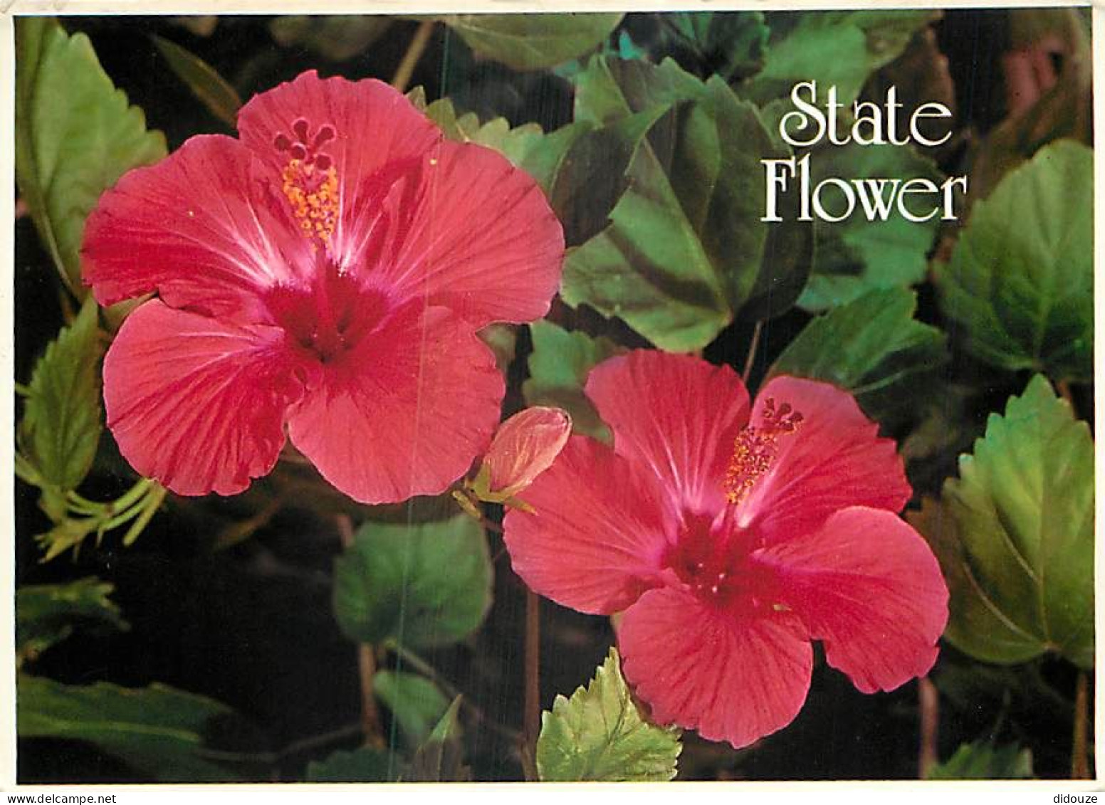 Etats Unis - Hawaï - Hawaï's Flowers - Hibiscus - Fleurs - Etat De Hawaï - Hawaï State - CPM - Voir Timbre - Voir Scans  - Other & Unclassified