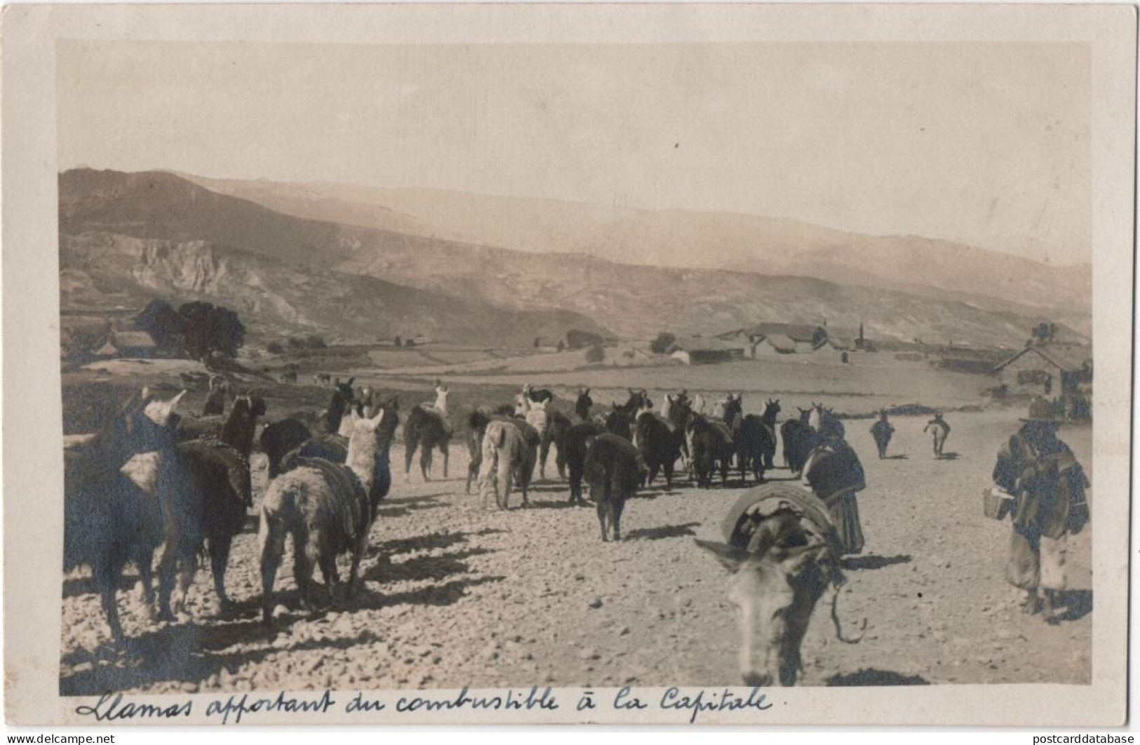 Untitled Photocard Of Lamas Carrying Goods To La Paz - Bolivien