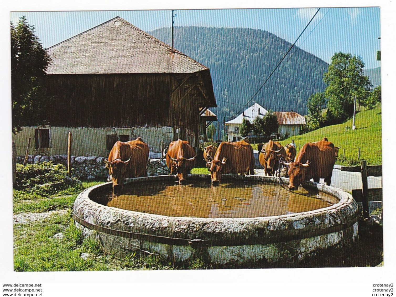 73 AILLON LE JEUNE Vers Le Chatelard En 1981 N°11 Vaches à L'abreuvoir Réalisé Par Les Moines De La Chartreuse D'Aillon - Le Chatelard