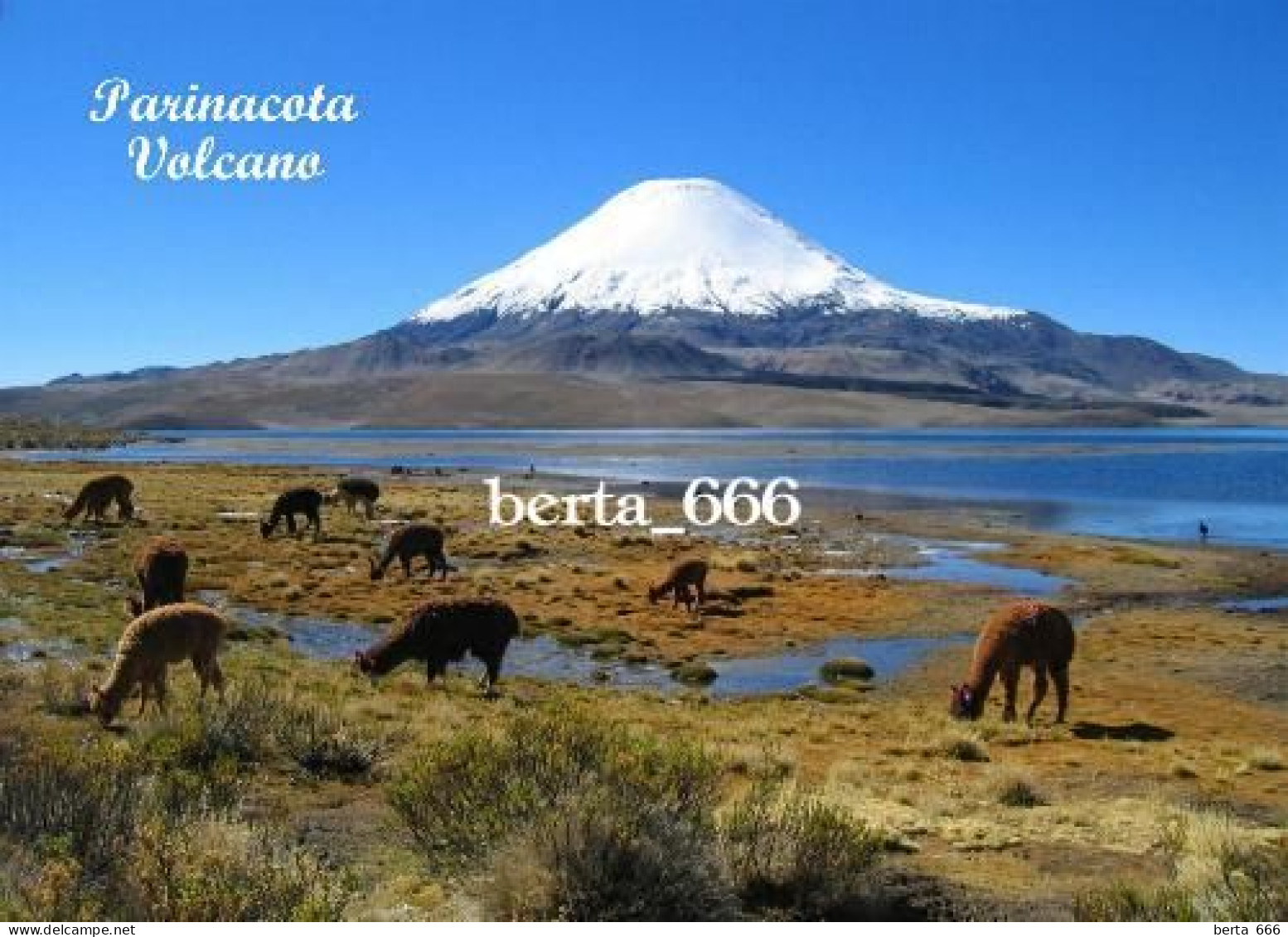 Chile Parinacota Volcano New Postcard - Chile