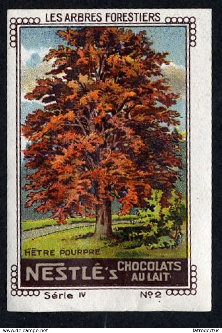 Nestlé (1920's) - IV - Les Arbres Forestiers, Forest Trees - 2 - Hetre, Beech - Nestlé