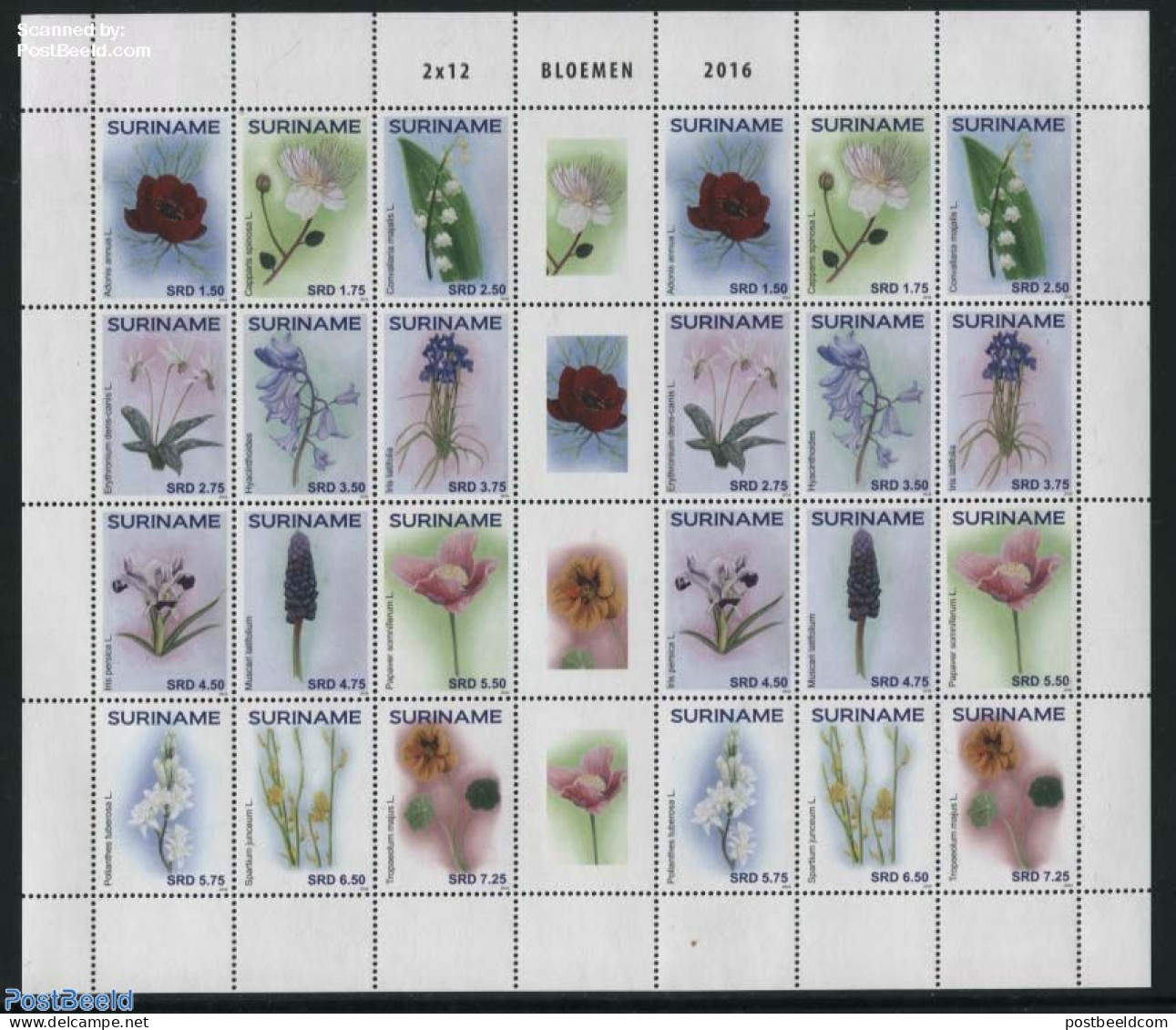 Suriname, Republic 2016 Flowers M/s, Mint NH, Nature - Flowers & Plants - Surinam