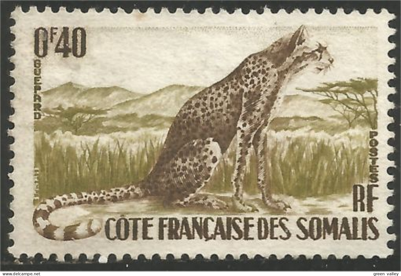 375 Cote Des Somalis Guepard Cheetah No Gum Sans Gomme (f3-CDS-46) - Roofkatten