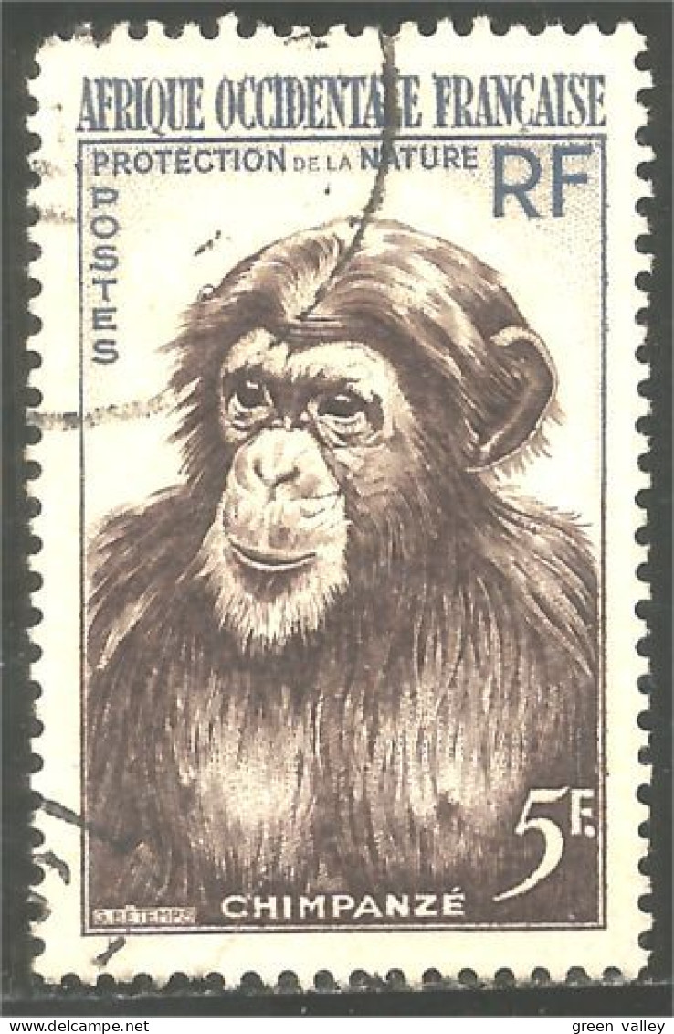 372 AOF Chimpanzé Chimp Monkey Ape (f3-AEF-333) - Monkeys