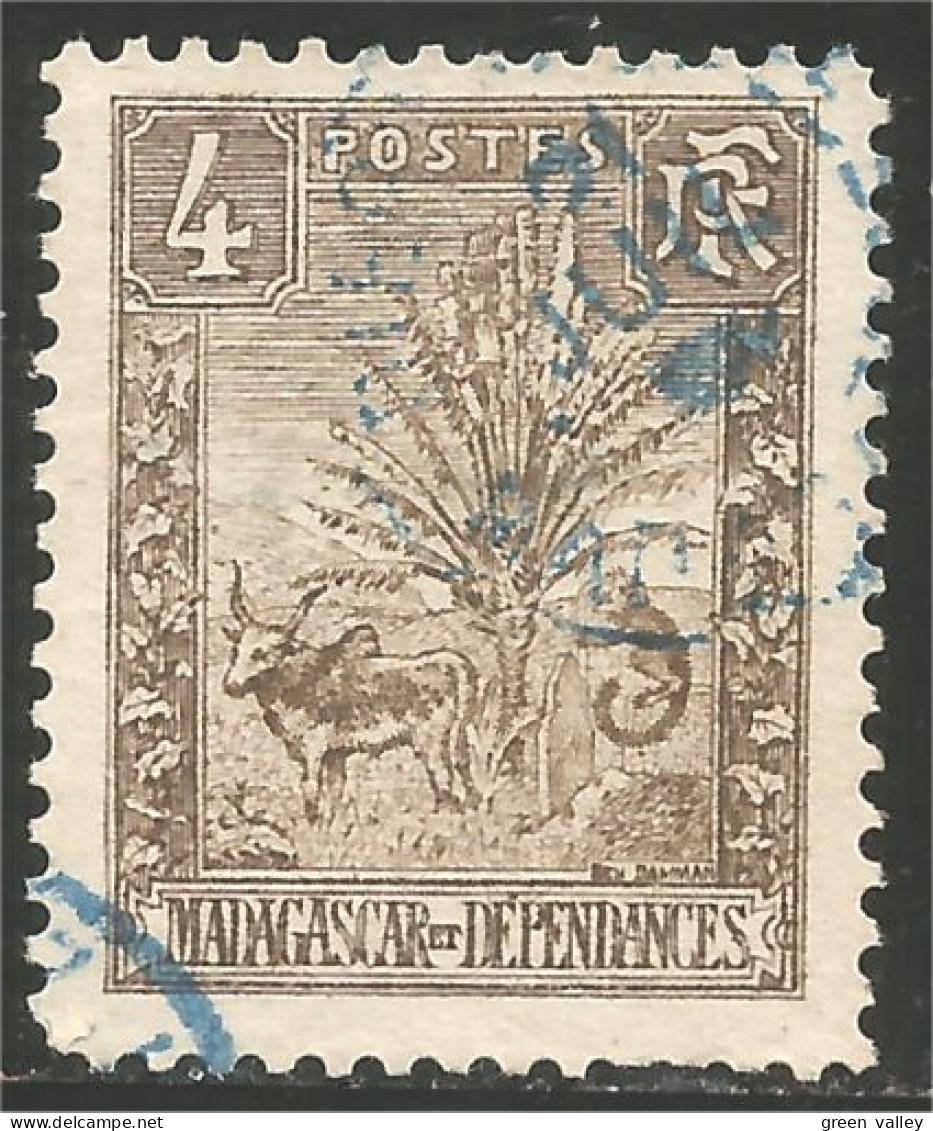 382 Madagascar 1903 Zebu Arbre Voyageur Traveller Tree (f3-MDG-38) - Oblitérés