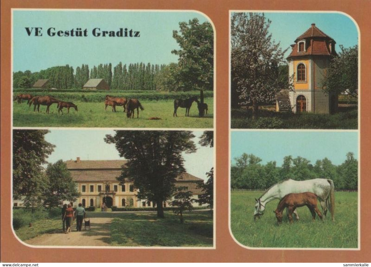 39071 - Torgau-Graditz - Gestüt - 1987 - Torgau