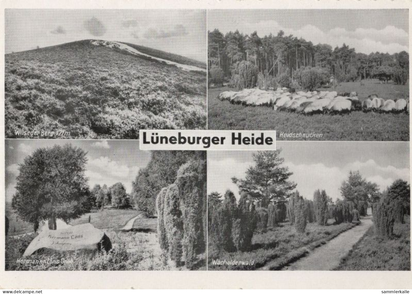 126837 - Lüneburger Heide - 4 Bilder - Lüneburger Heide