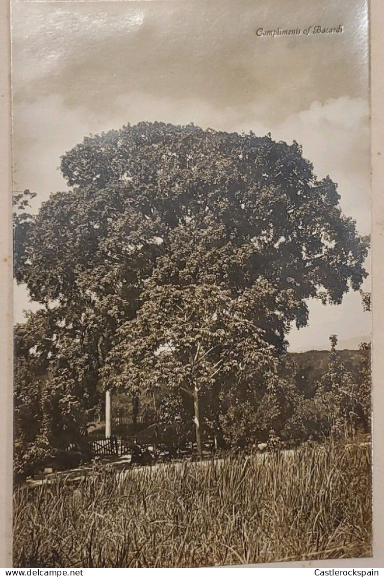 O) CUBA. OLD PHOTOGRAPHY - PEACE TREE REGISTRATION SANTIAGO DE CUBA, FINE - Andere & Zonder Classificatie