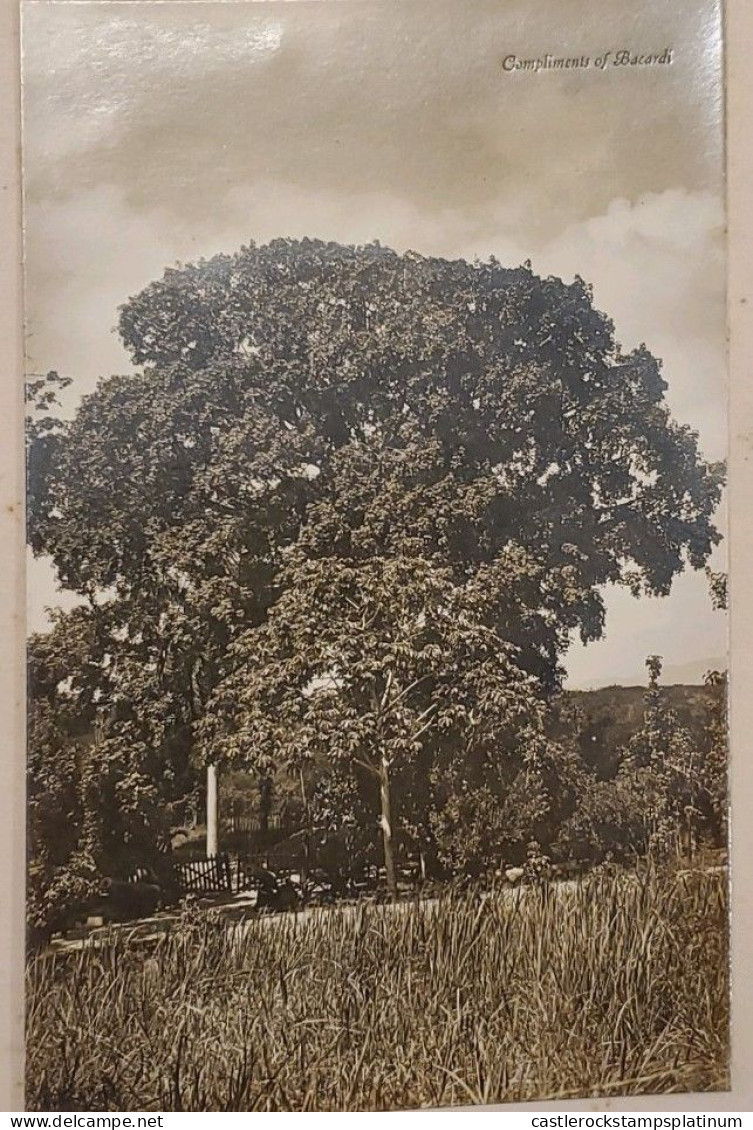 O) CUBA. OLD PHOTOGRAPHY - PEACE TREE REGISTRATION SANTIAGO DE CUBA, FINE - Sonstige & Ohne Zuordnung